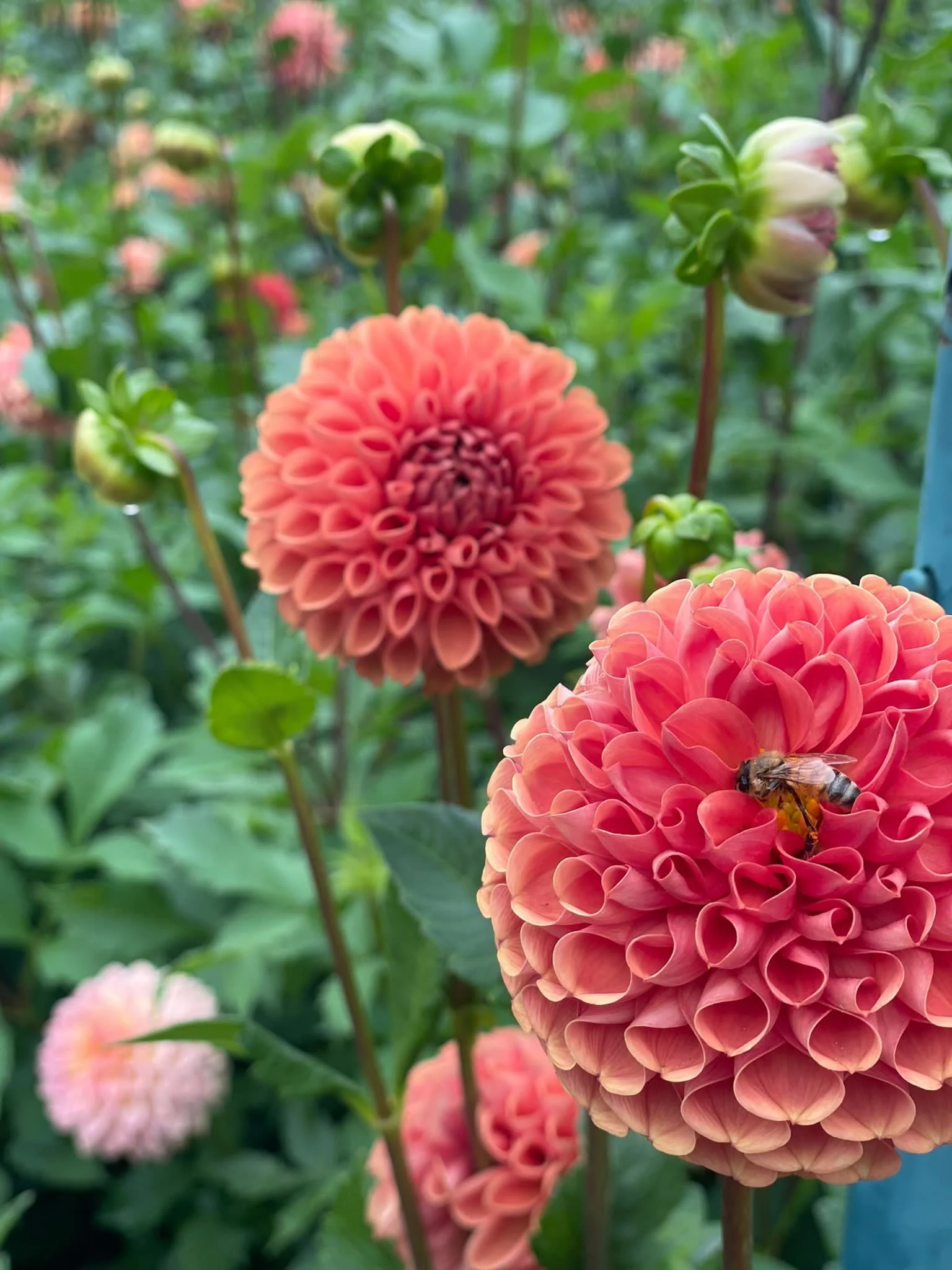 Cornel Bronze Dahlia EBB.JPG