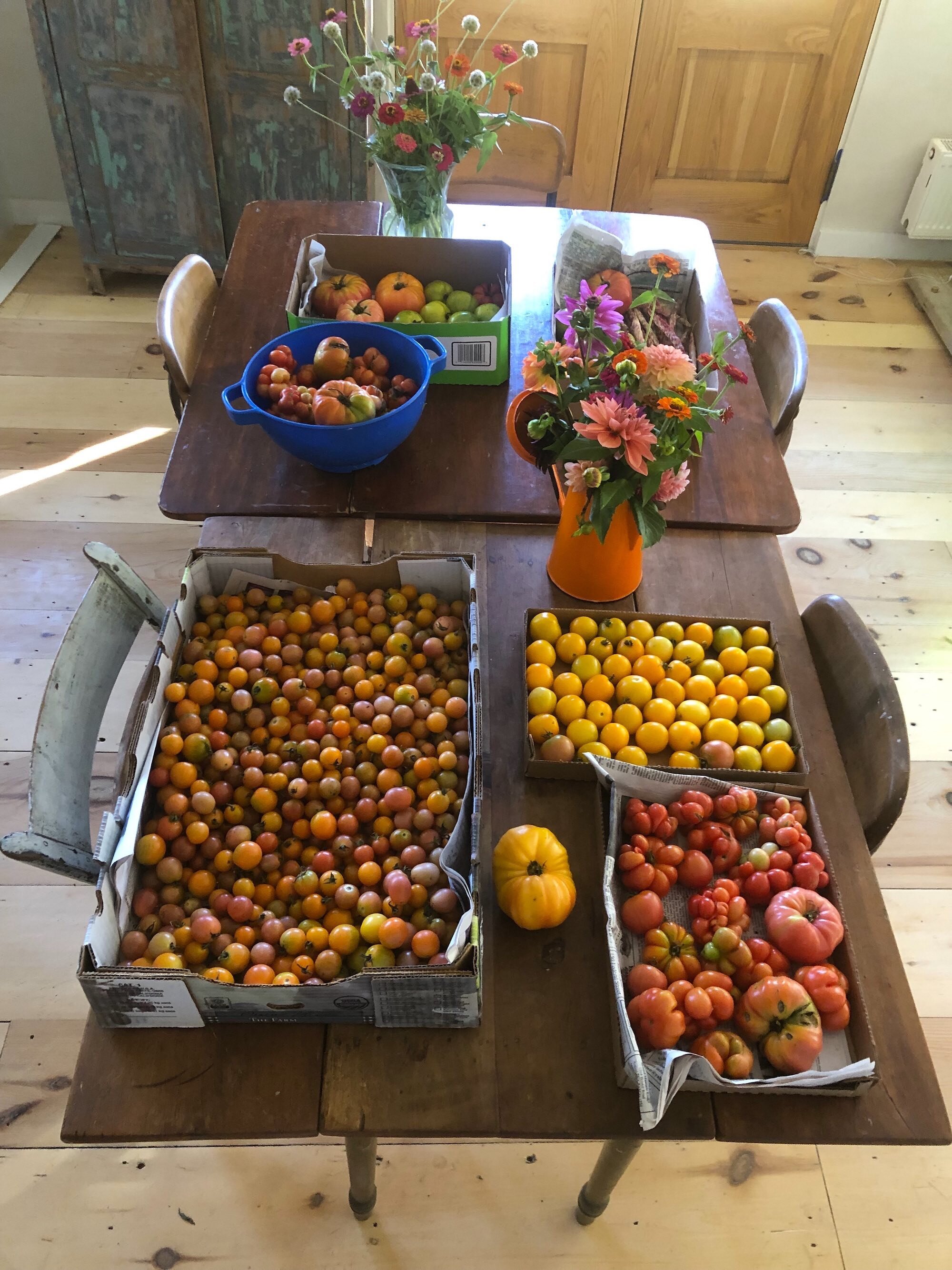 Tomatoes-on-Table-copy.jpg