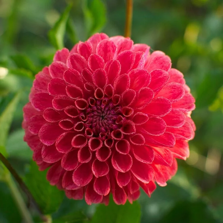 Chimacum Nadjae Five Forks.jpeg