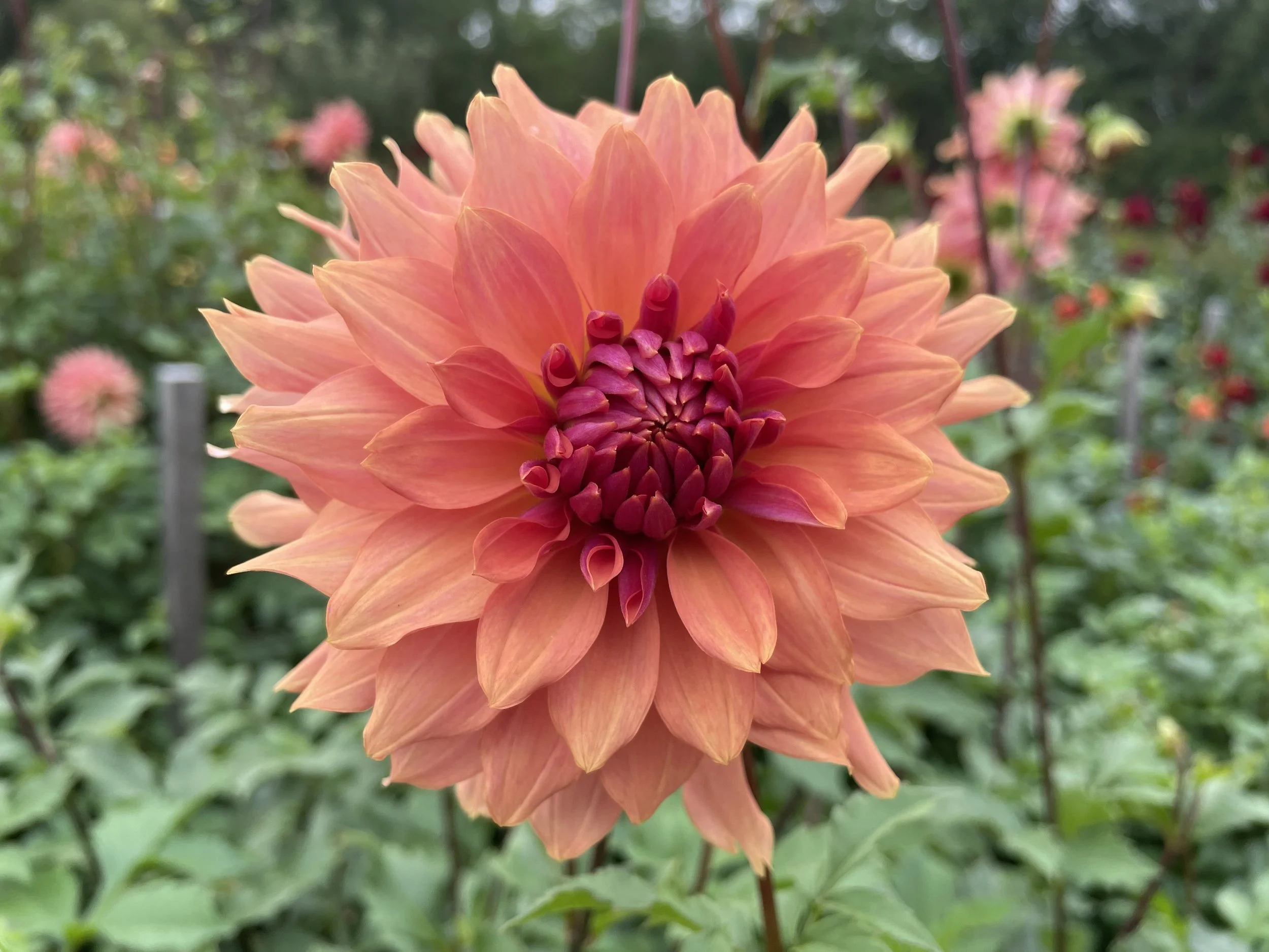 Terracotta Omniflora Farm.jpeg