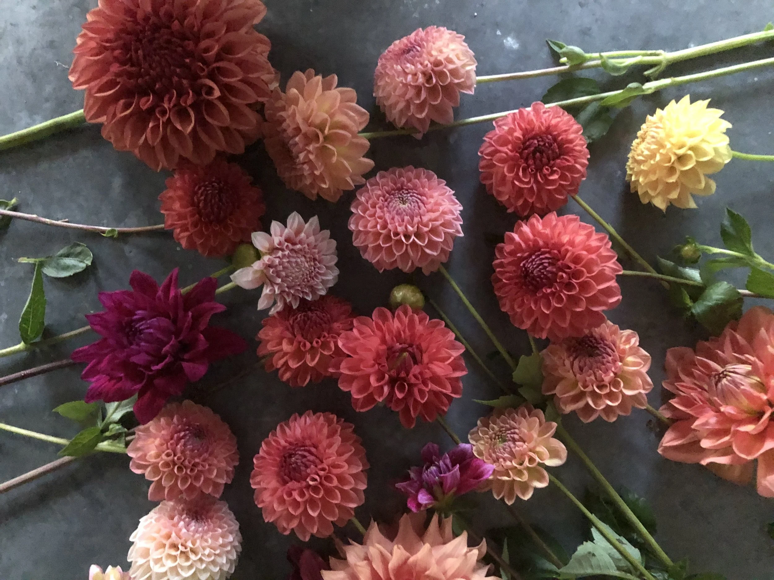 Pretty in Pink Mix - 11 tubers!