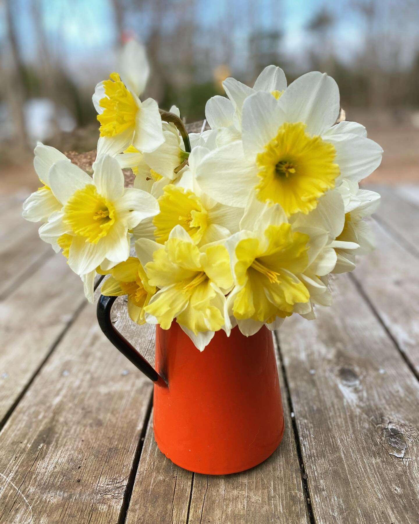 And so it begins. #firstflowers #daffodils #growtodonate #veggiestotable #flowerjoy