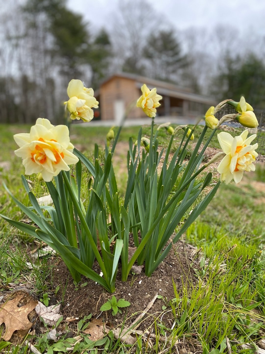 ATTN: Sadly we are cancelling our pop-up at @thealnastoremaine this Saturday. While we do have a few happy #daffodil blooms, this cold snap is really slowing down our flowers from blooming. All of our flowers are growing out in the field. As we are l