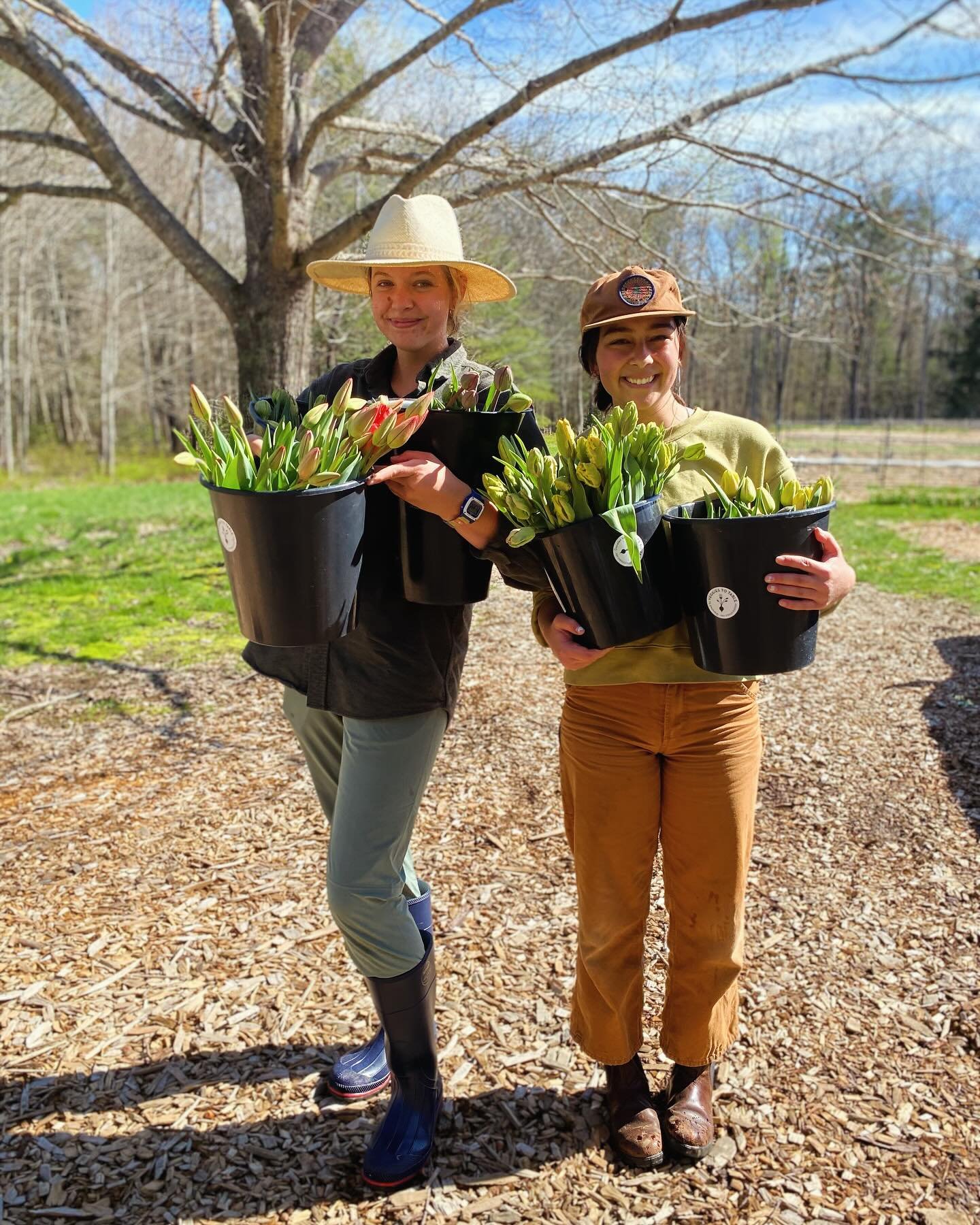 We are excited to have Kate and Grace #wwoofing here on the farm from California this week. They have been learning how to harvest tulips, ride in Blanchette, help pack the dahlia tubers so they are ready to plant in June, and dig quackgrass out of b