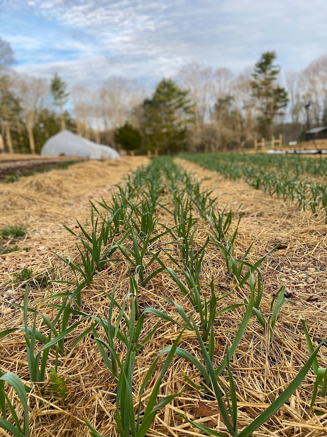 Images from the farm this morning before the rain. From the garlic, seedlings in the greenhouse, cauliflowers, overwintered parsnips, and tulips there is a lot going on on the farm ...