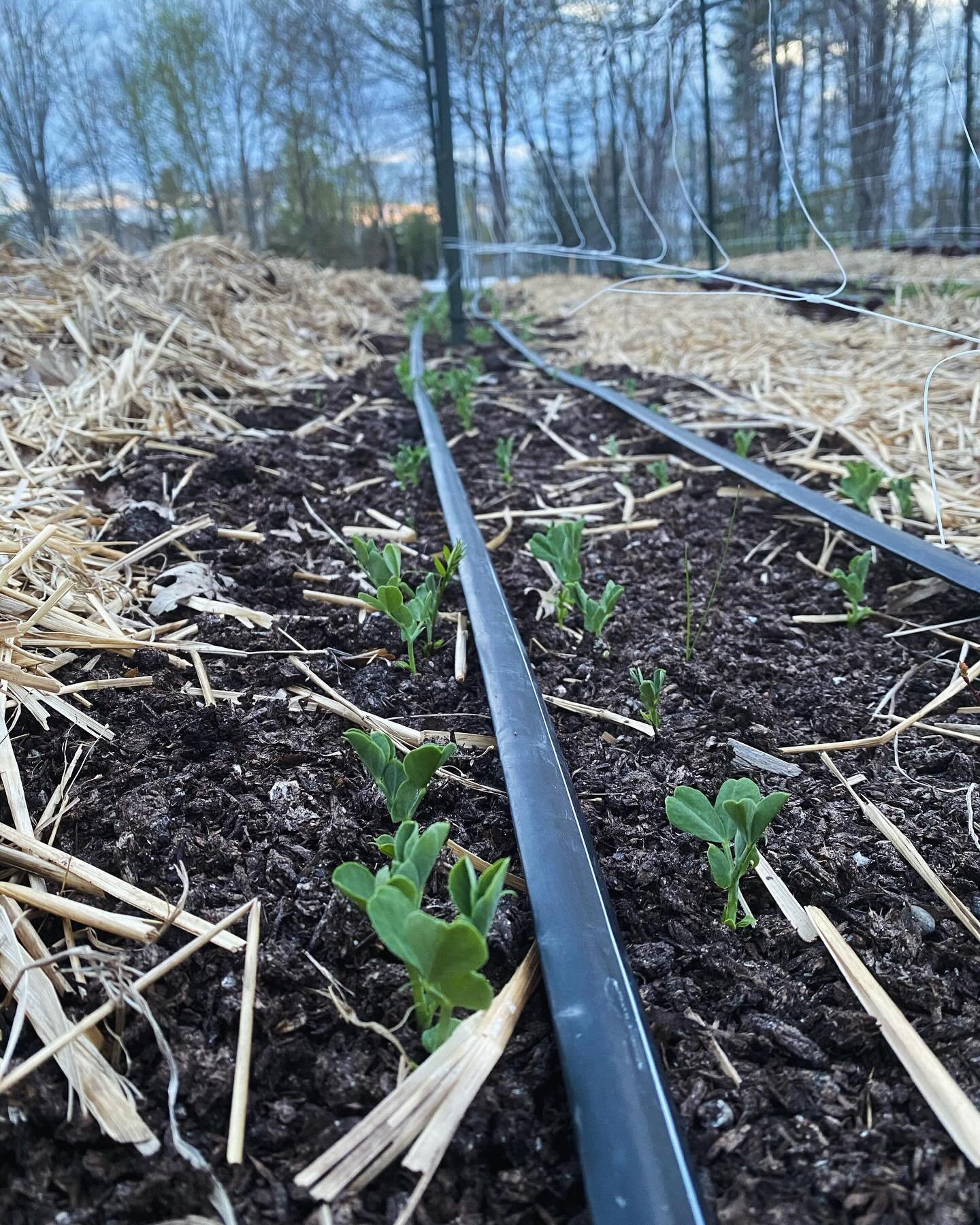 Peas germinating, little beets coming, happy chickens, and more at @veggiestotable and soon we will sending this gorgeous produce out into the community.