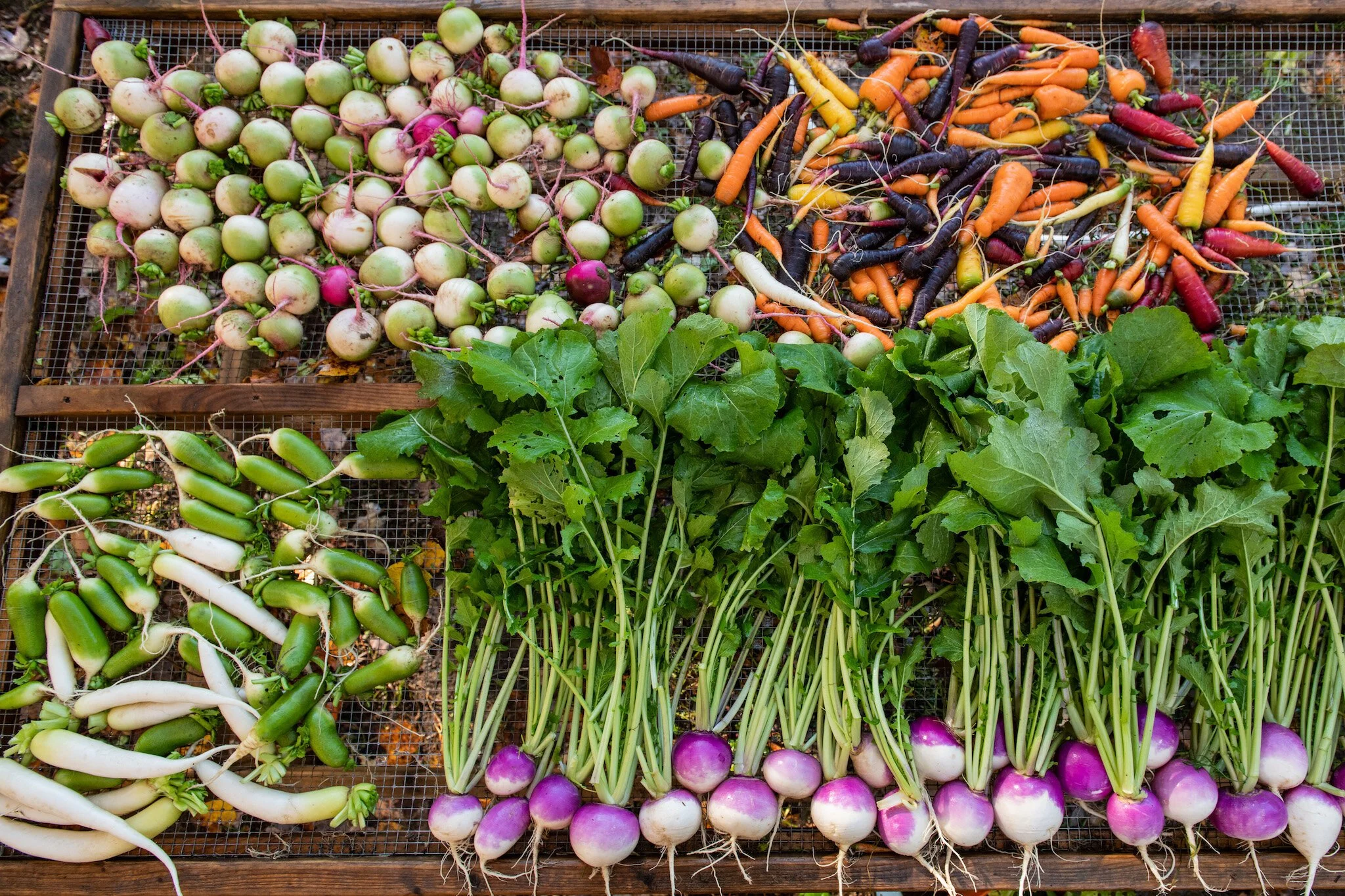 Grow to Donate: Cultivating Healthy Foods to Combat Food Insecurity