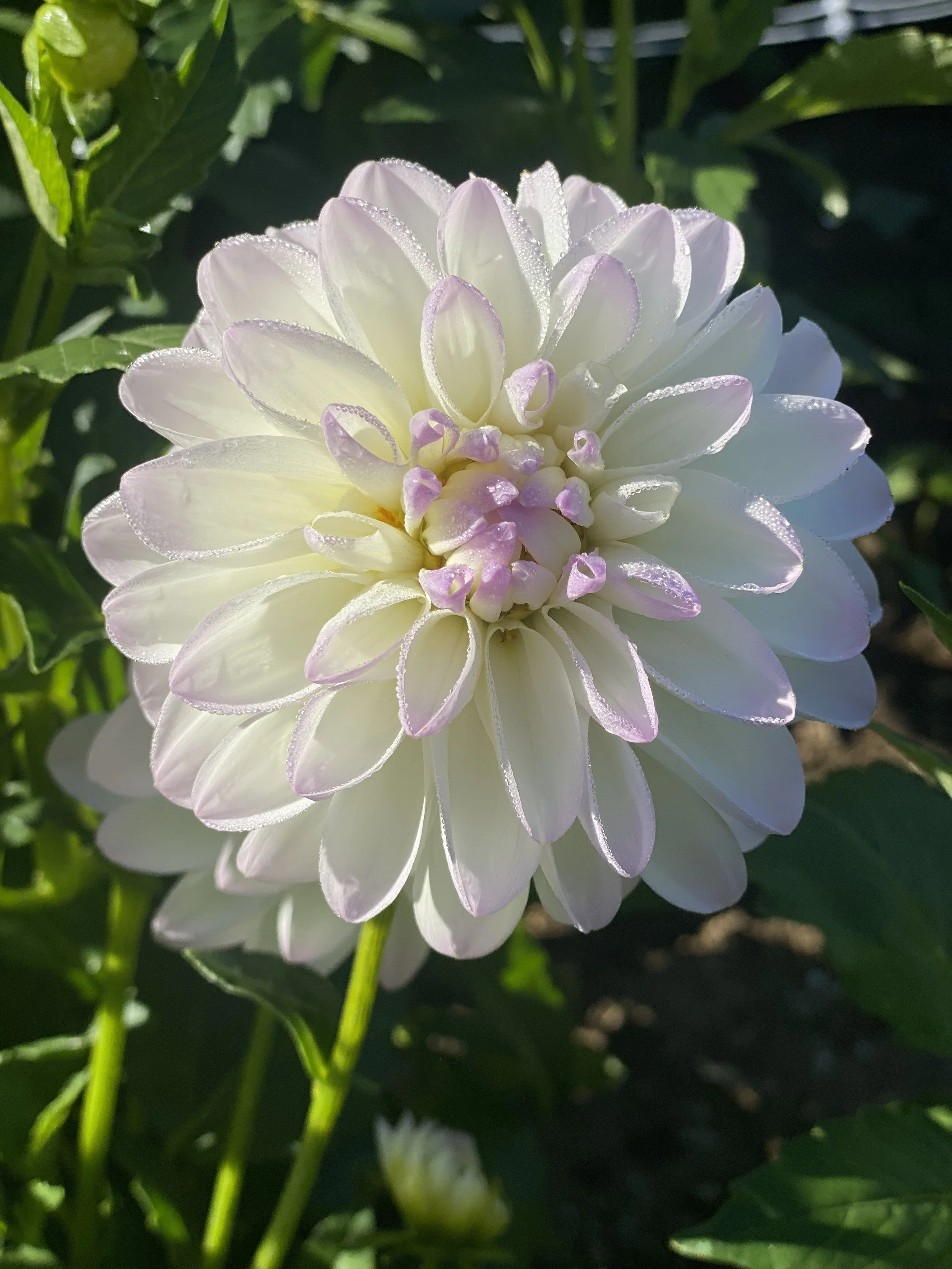 Eveline Dahlia EBB IMG_6882.jpg