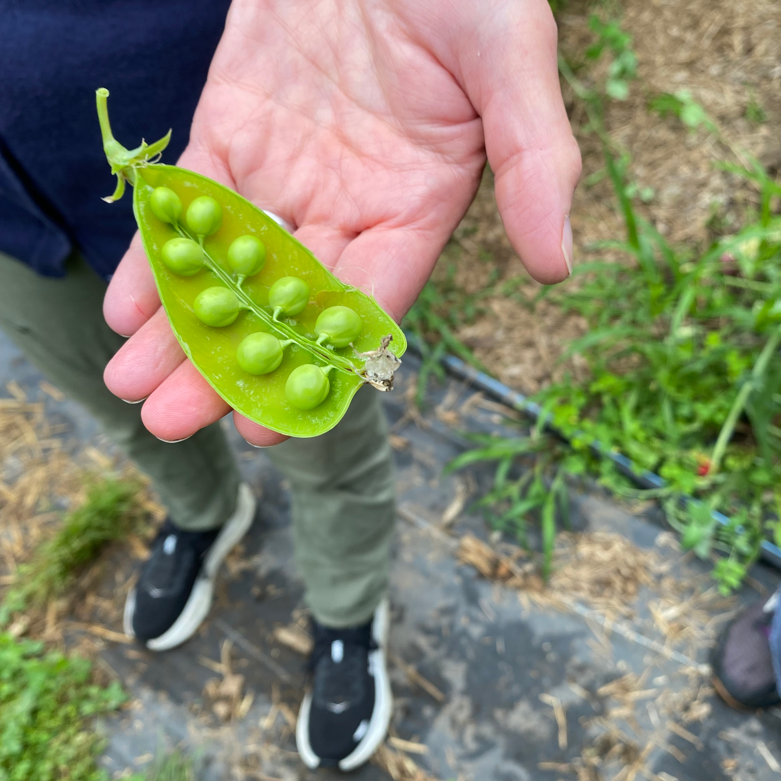 Sensory Farm Tour at Veggies to Table