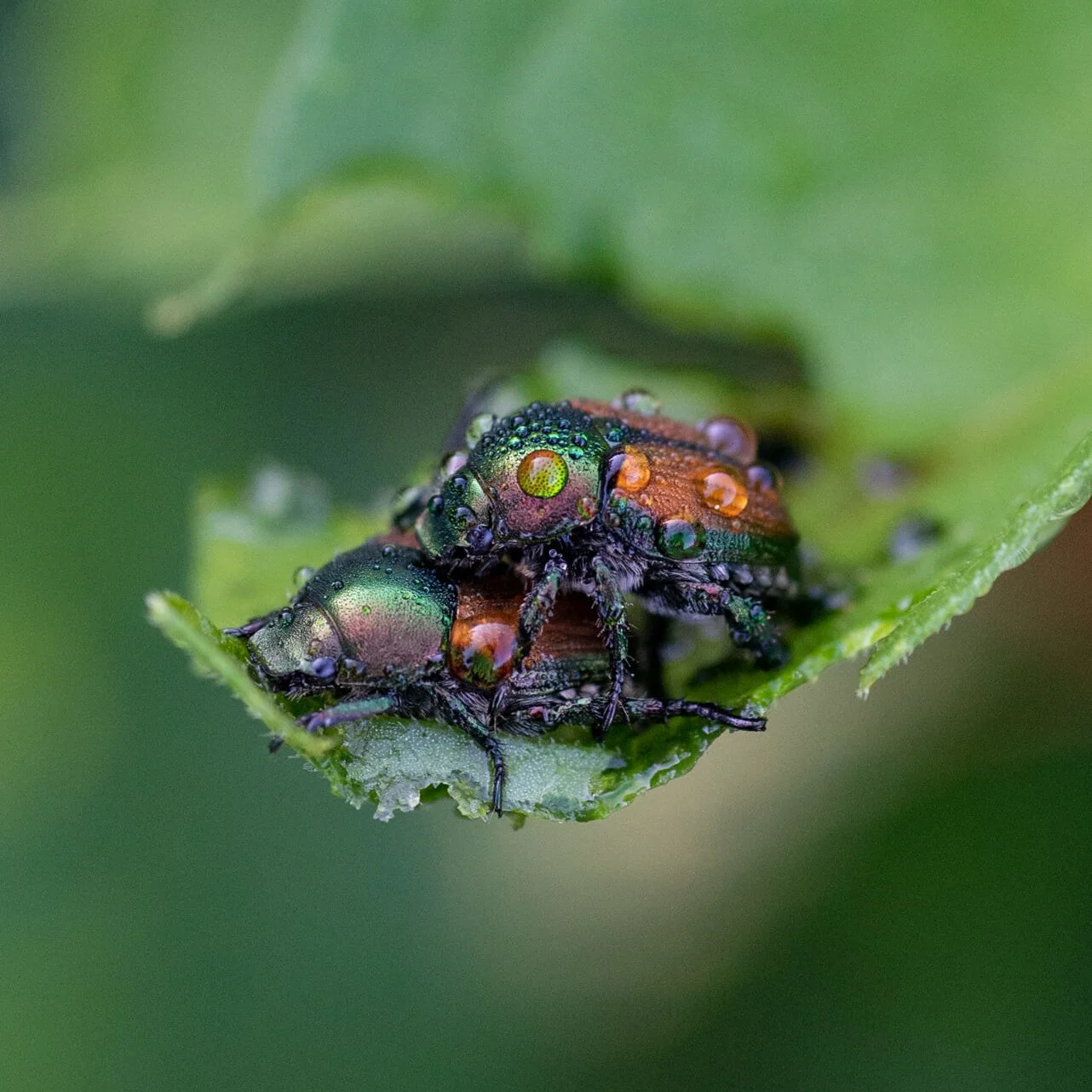 Pest Management Workshop