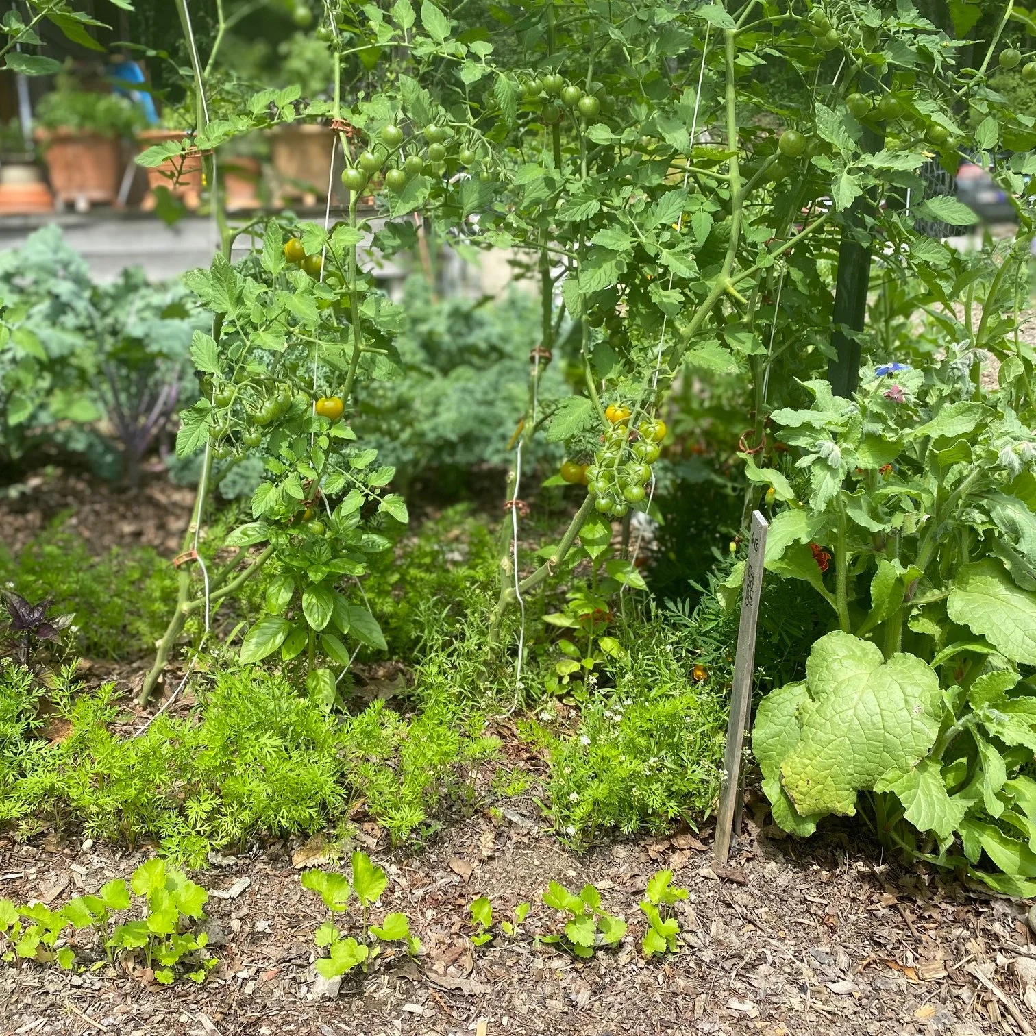 Interplanting Workshop