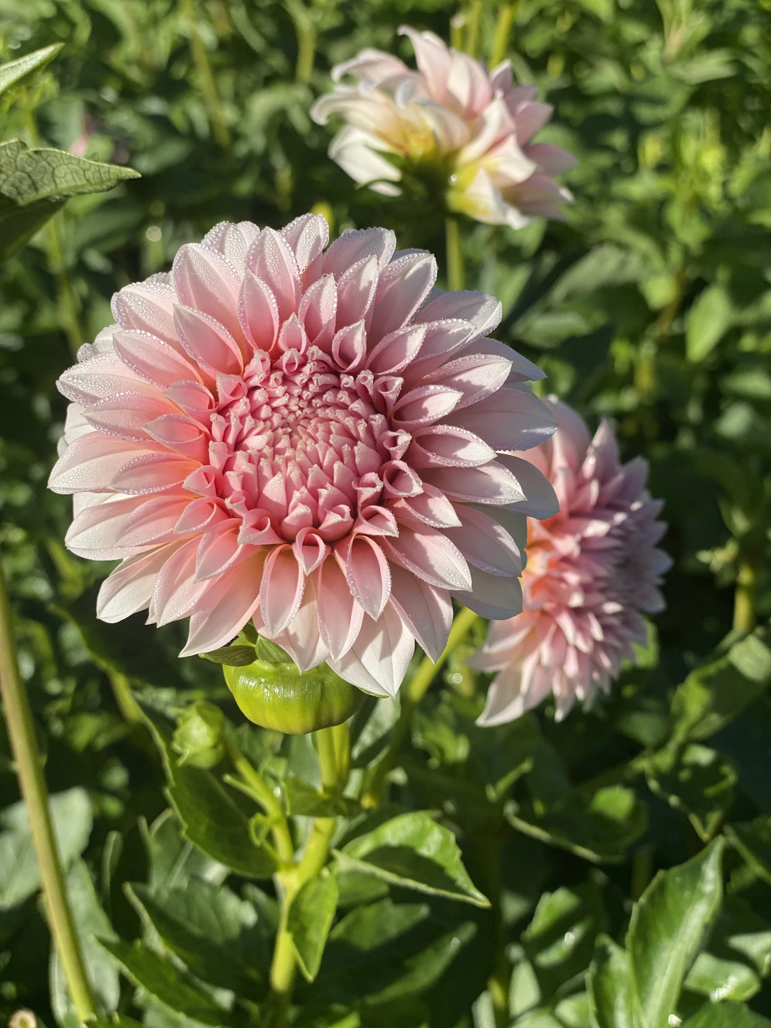 Peaches and Cream Dahlia EBB IMG_6862.jpg