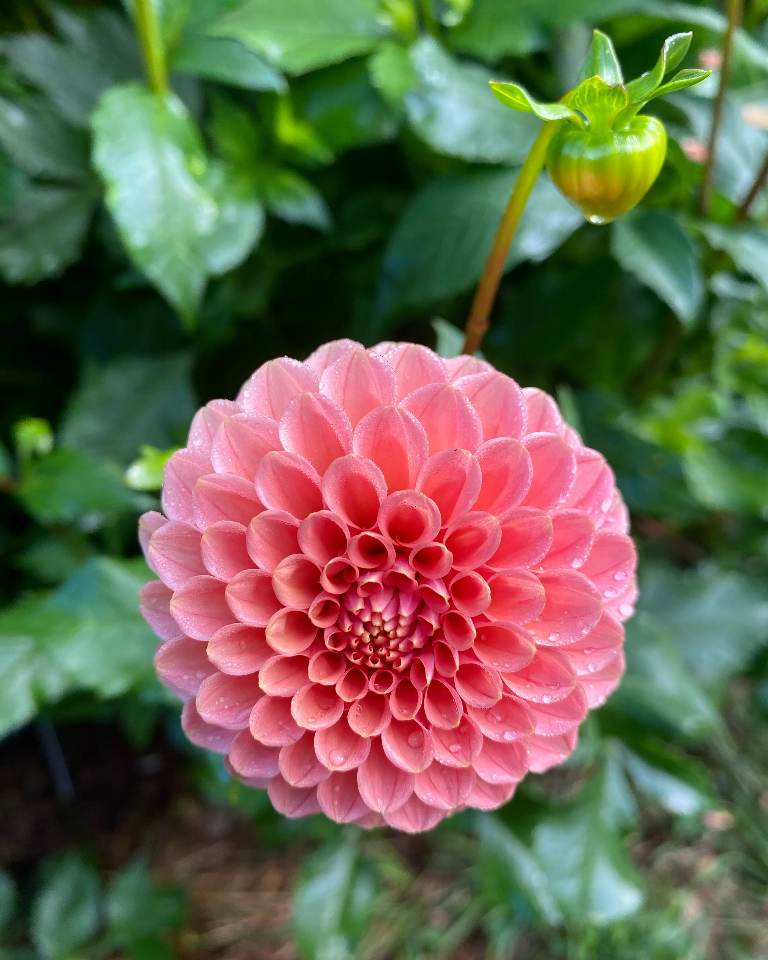 Linda's Baby Dahlia EBB .JPG