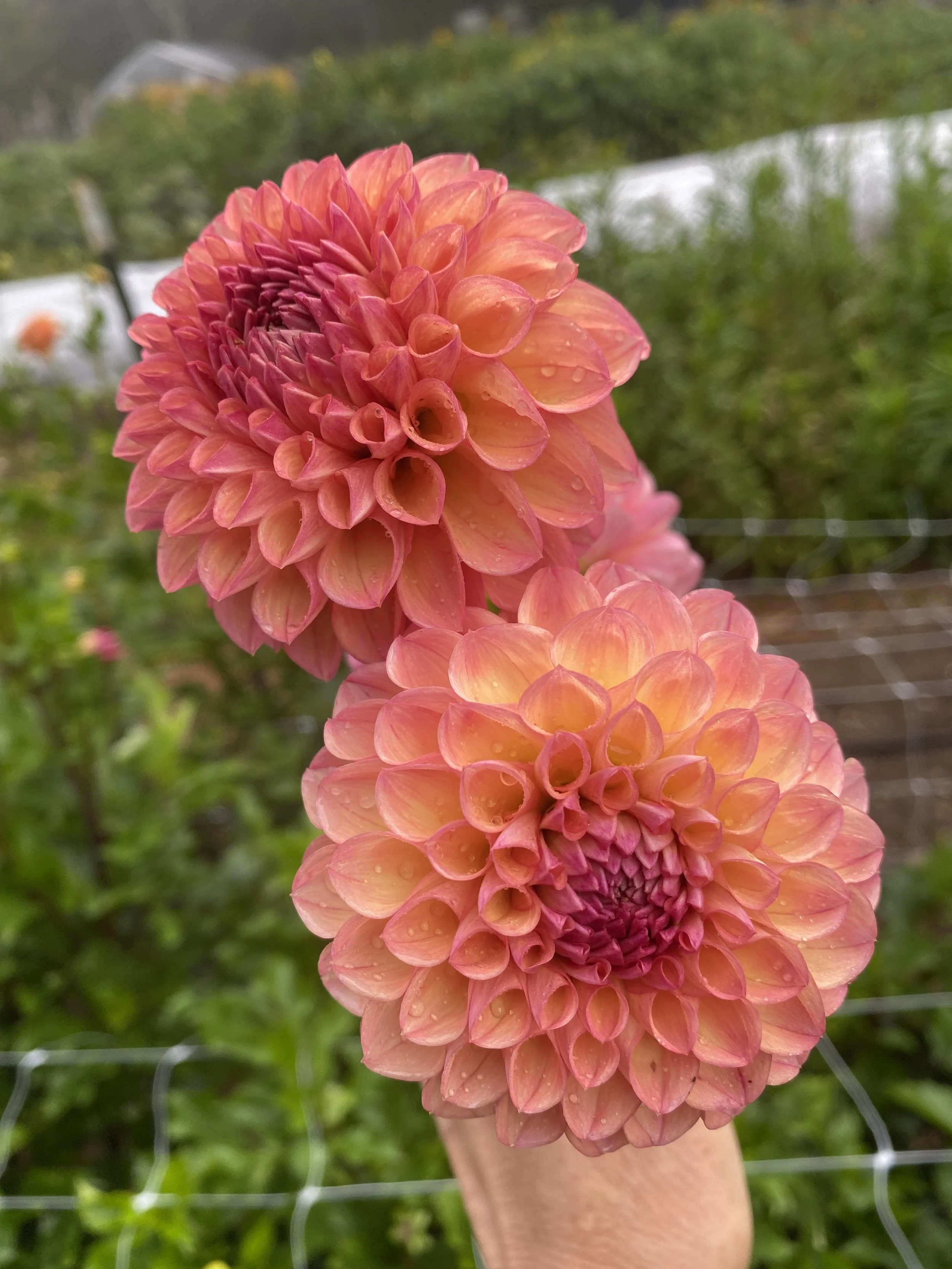 Robin Hood Dahlia EBB 6657.jpg