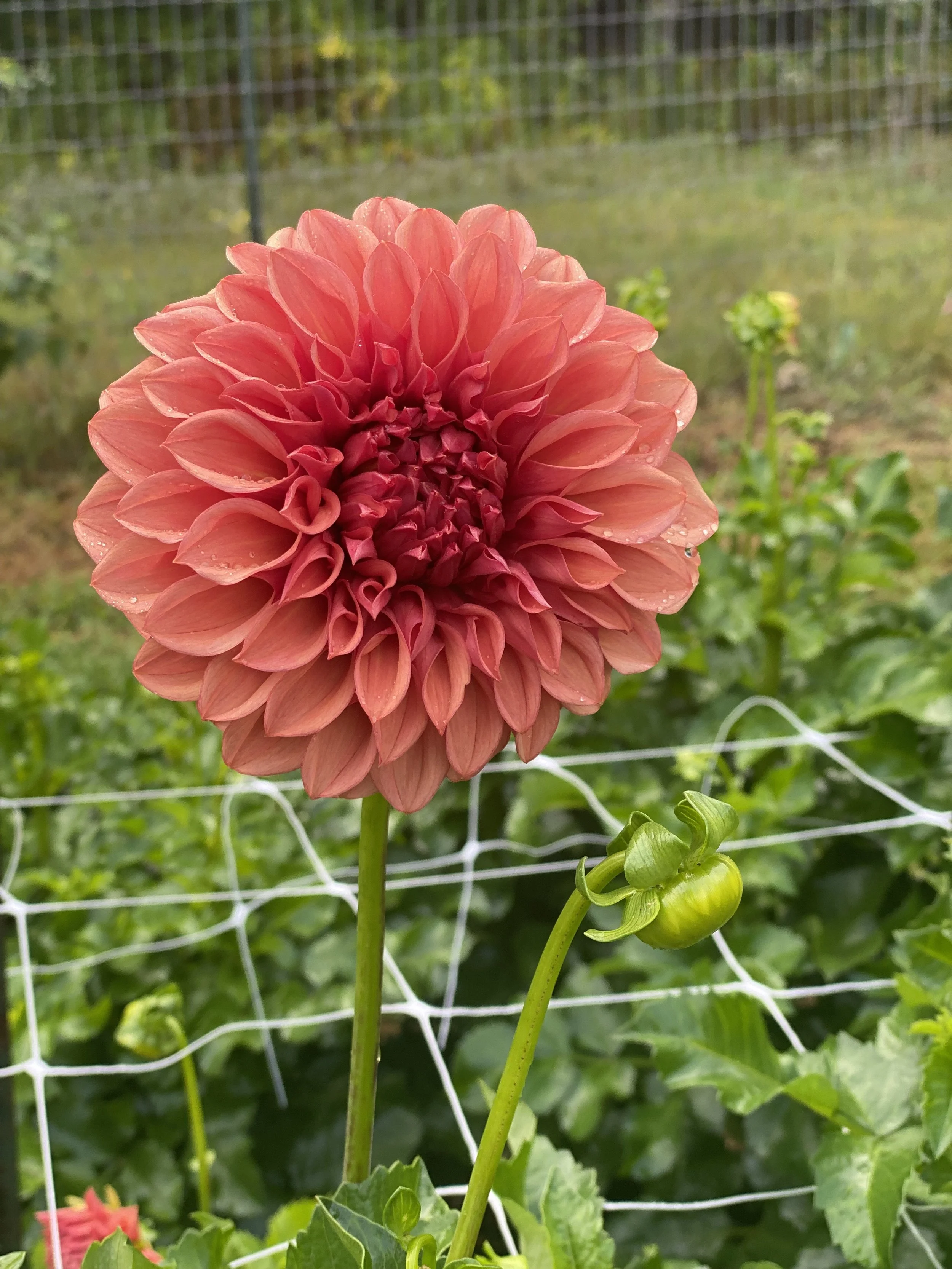 Orange Globe Dahlia IMG_6629.jpg