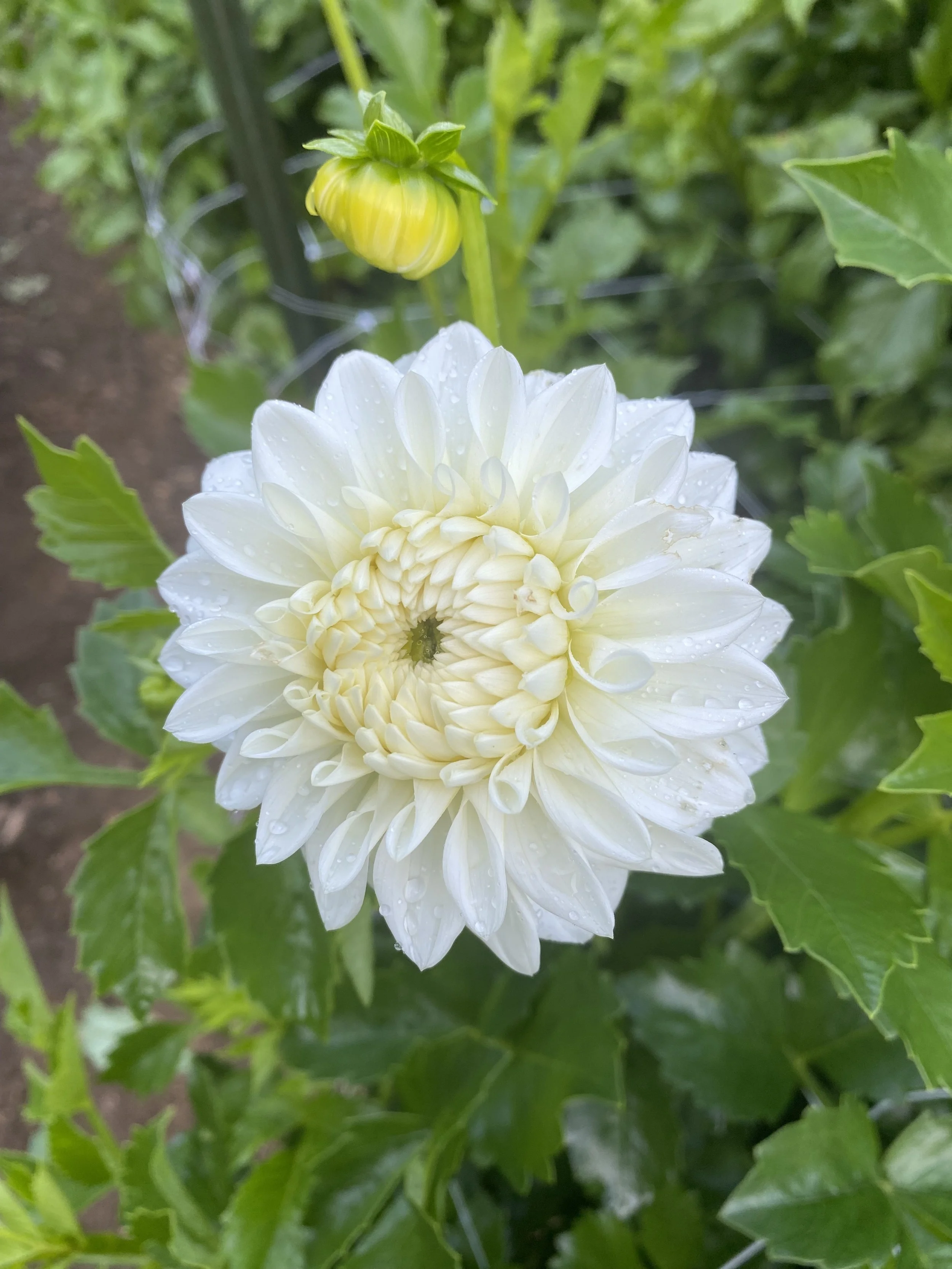 Blizzard Dahlia IMG_6605.jpg