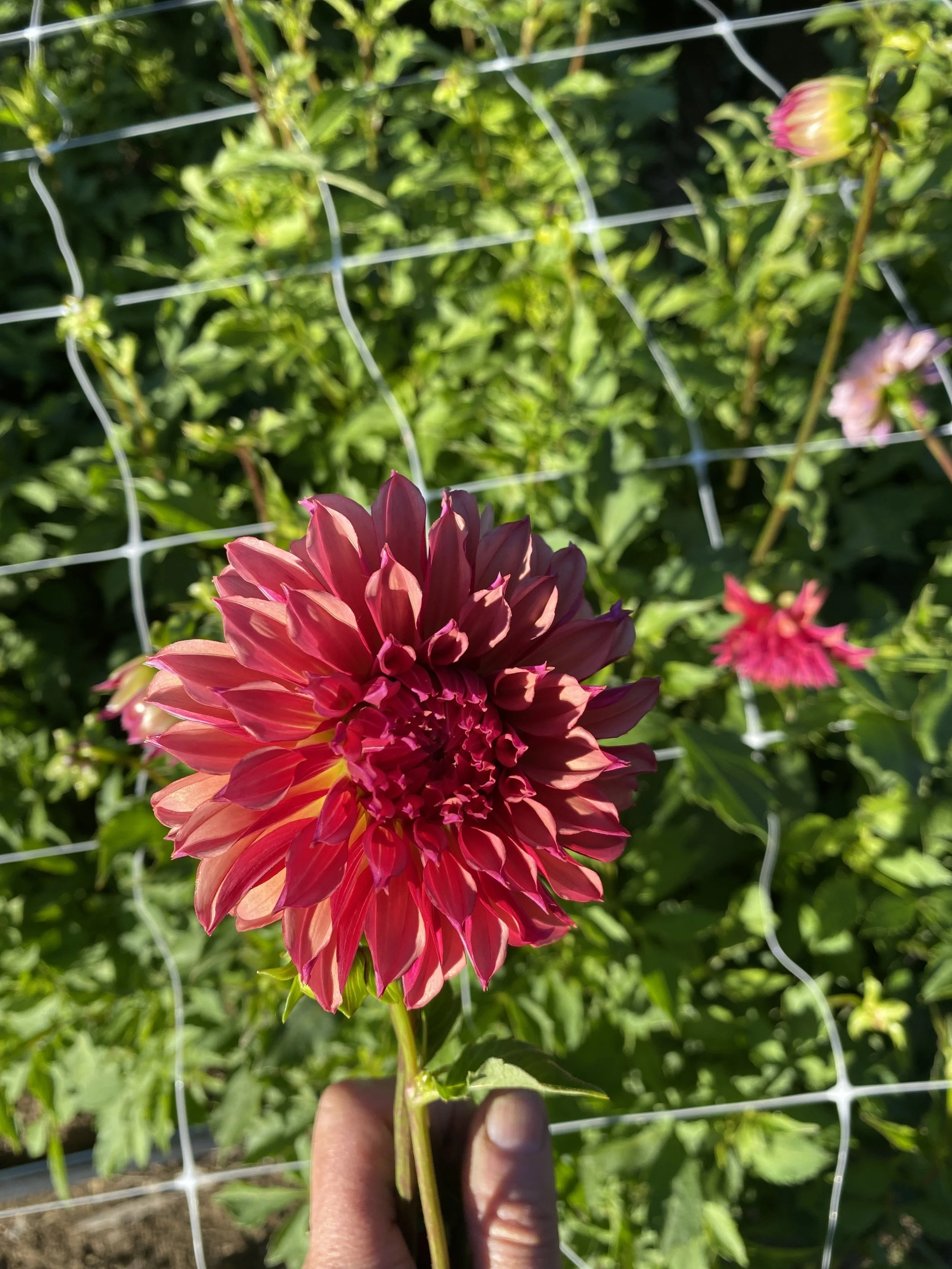 Vista Minne Dahlia IMG_6786.jpg