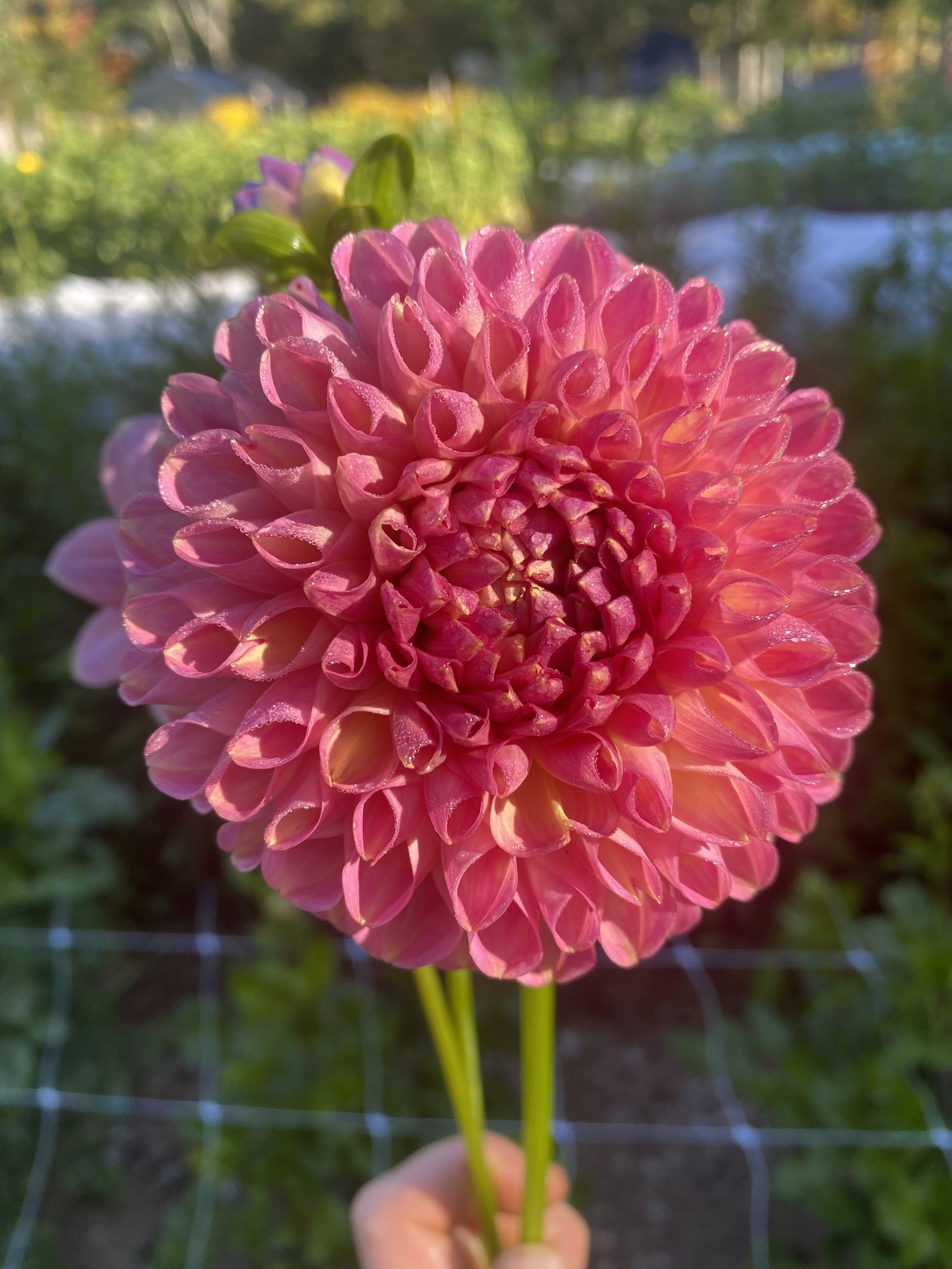 Clearview Peachy Dahlia EBB IMG_6842.jpg