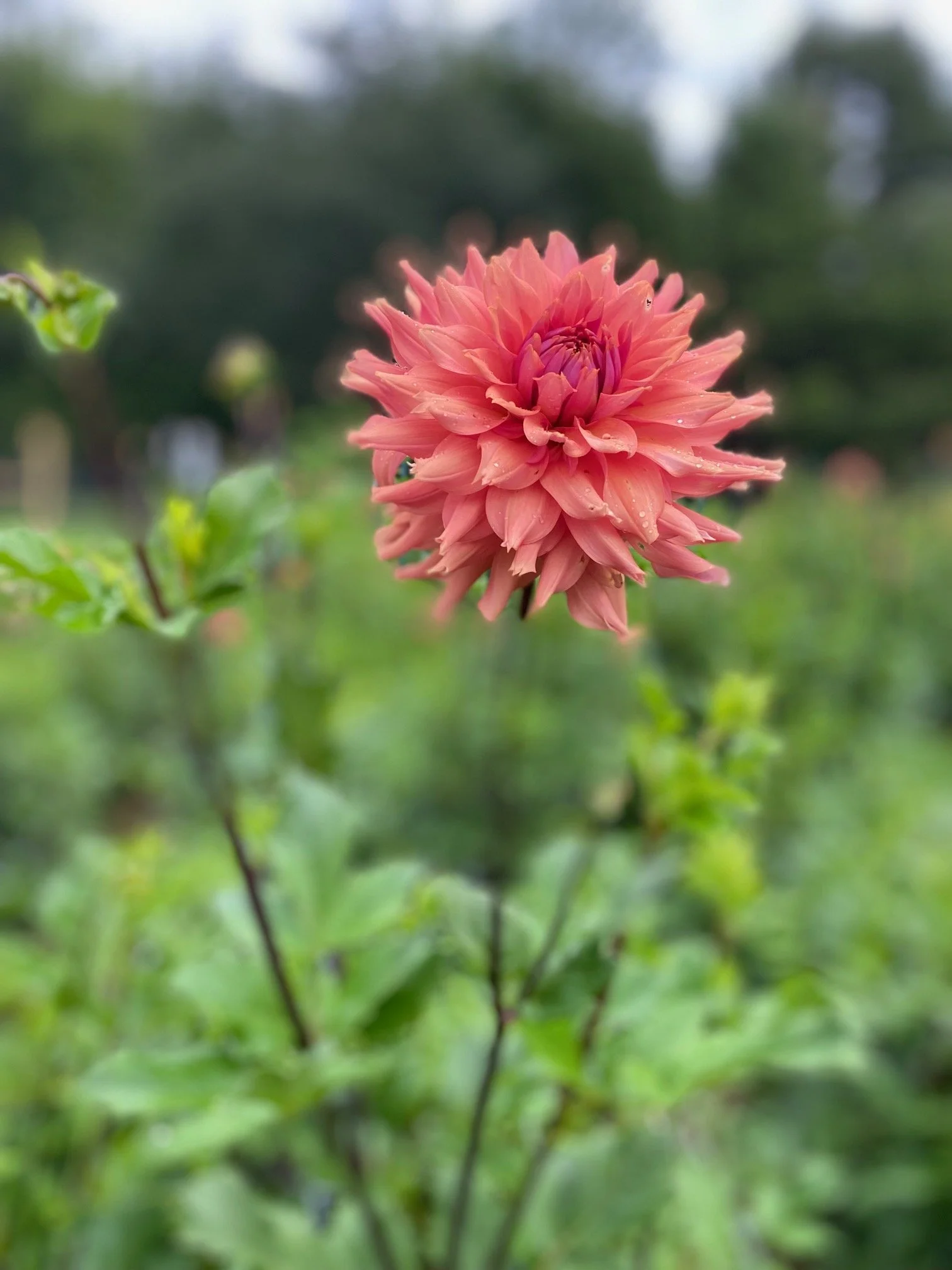 Terra Cotta Dahlia EBB IMG_6648.jpeg