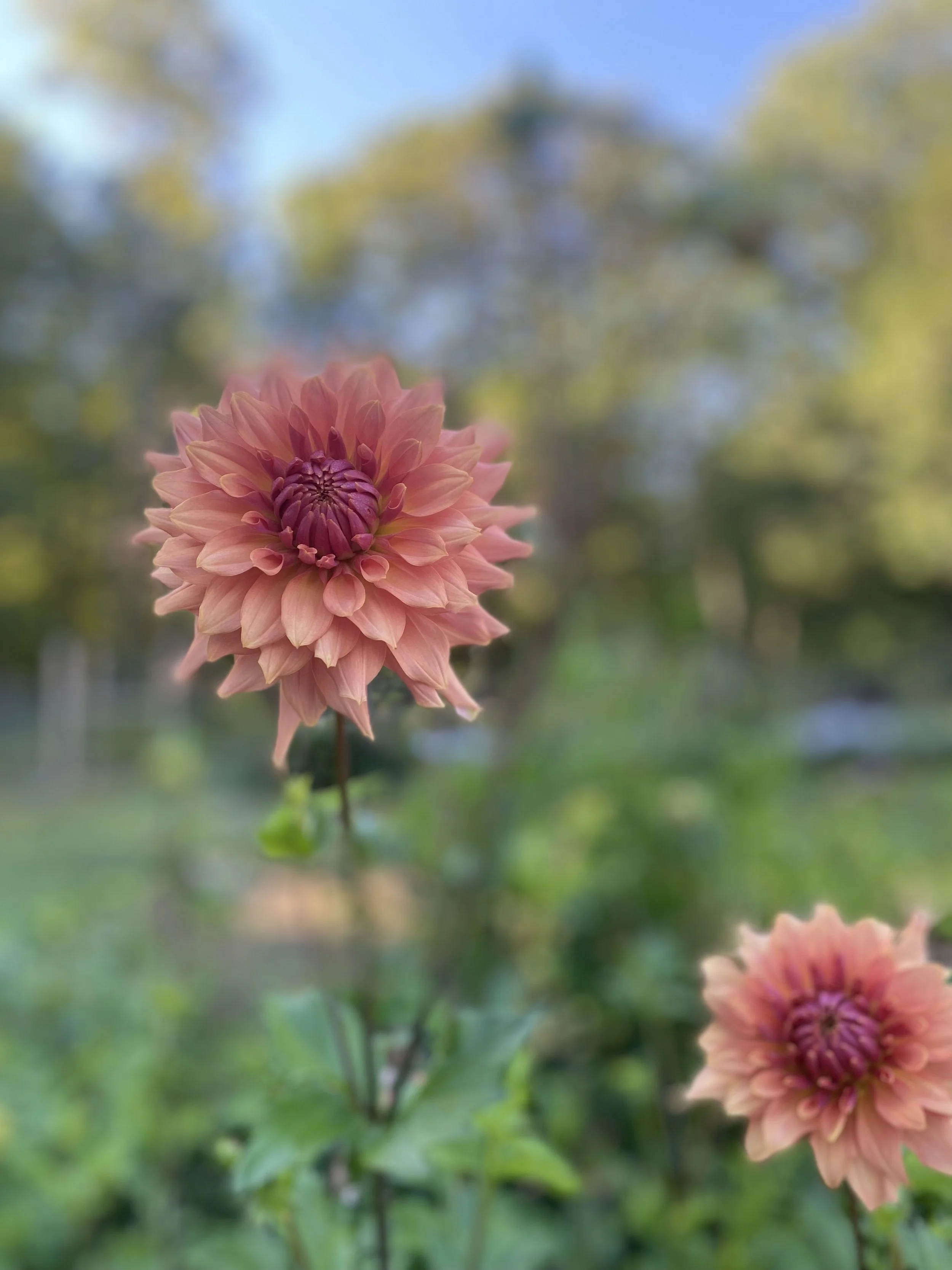 Terra Cotta Dahlia EBB  IMG_6850.jpg