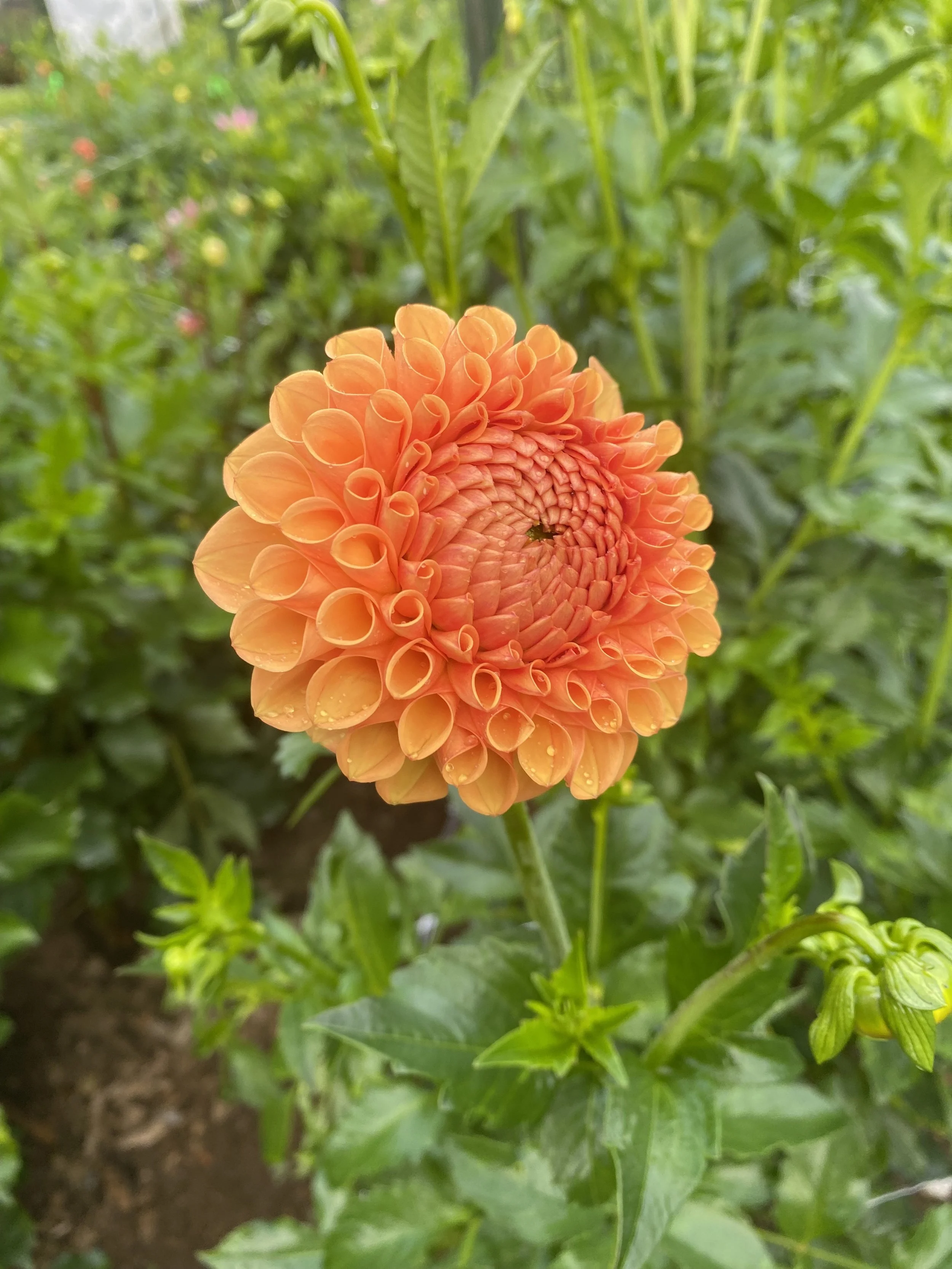 Catalina Dahlia EBB IMG_6617.jpg