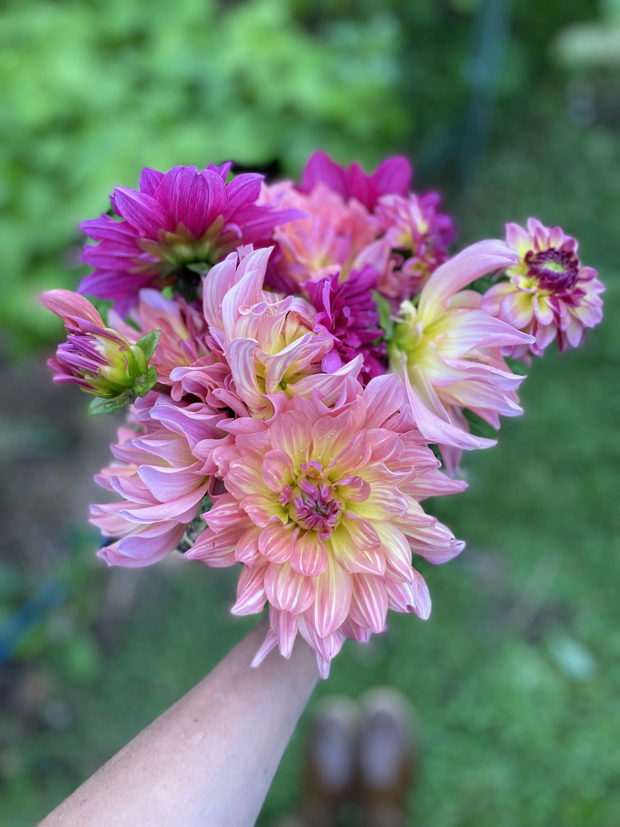 Bahama Mama Dahlia IMG_6650.jpeg