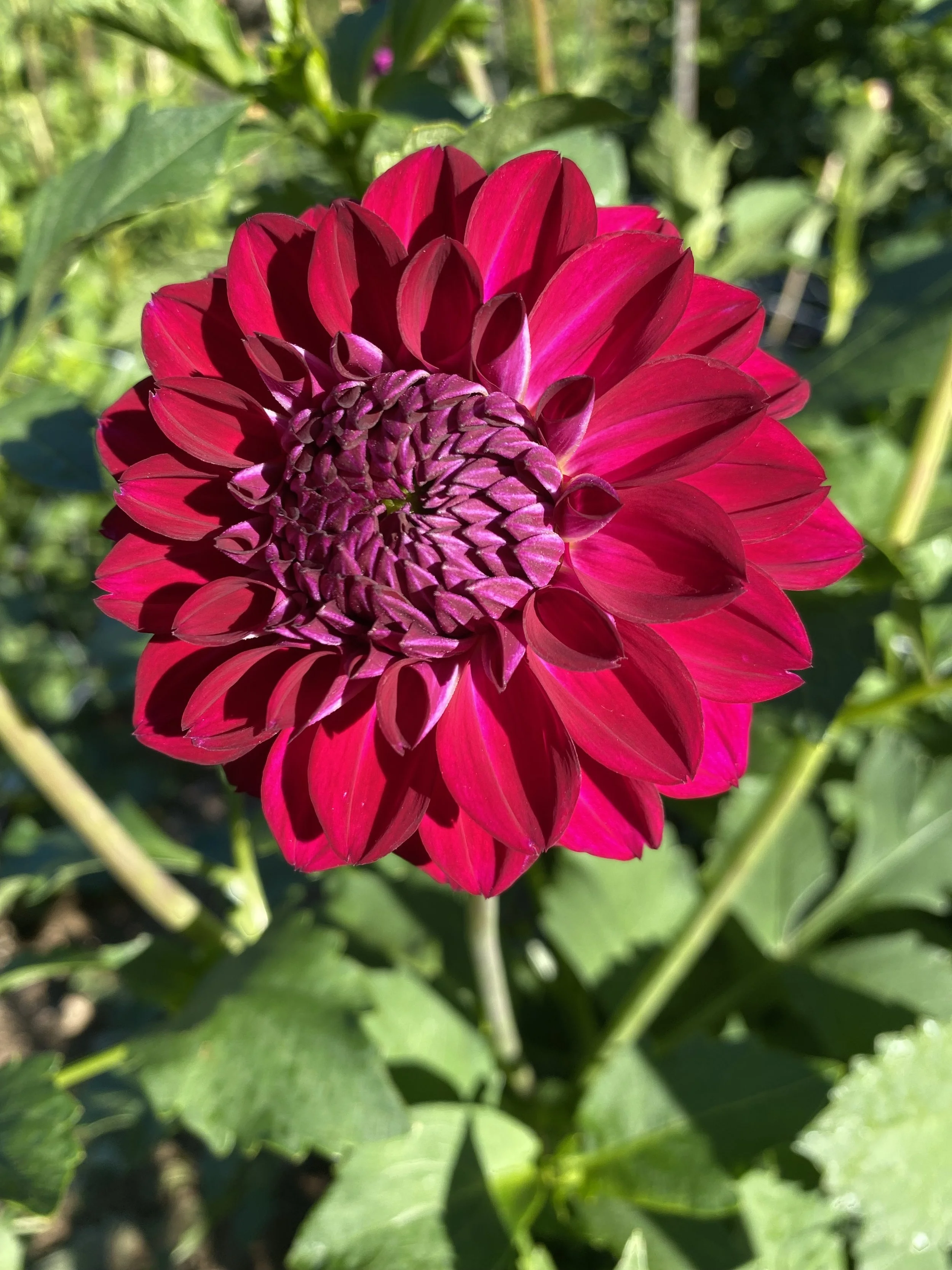 Lupin Chris Dahlia EBB IMG_6781.jpg