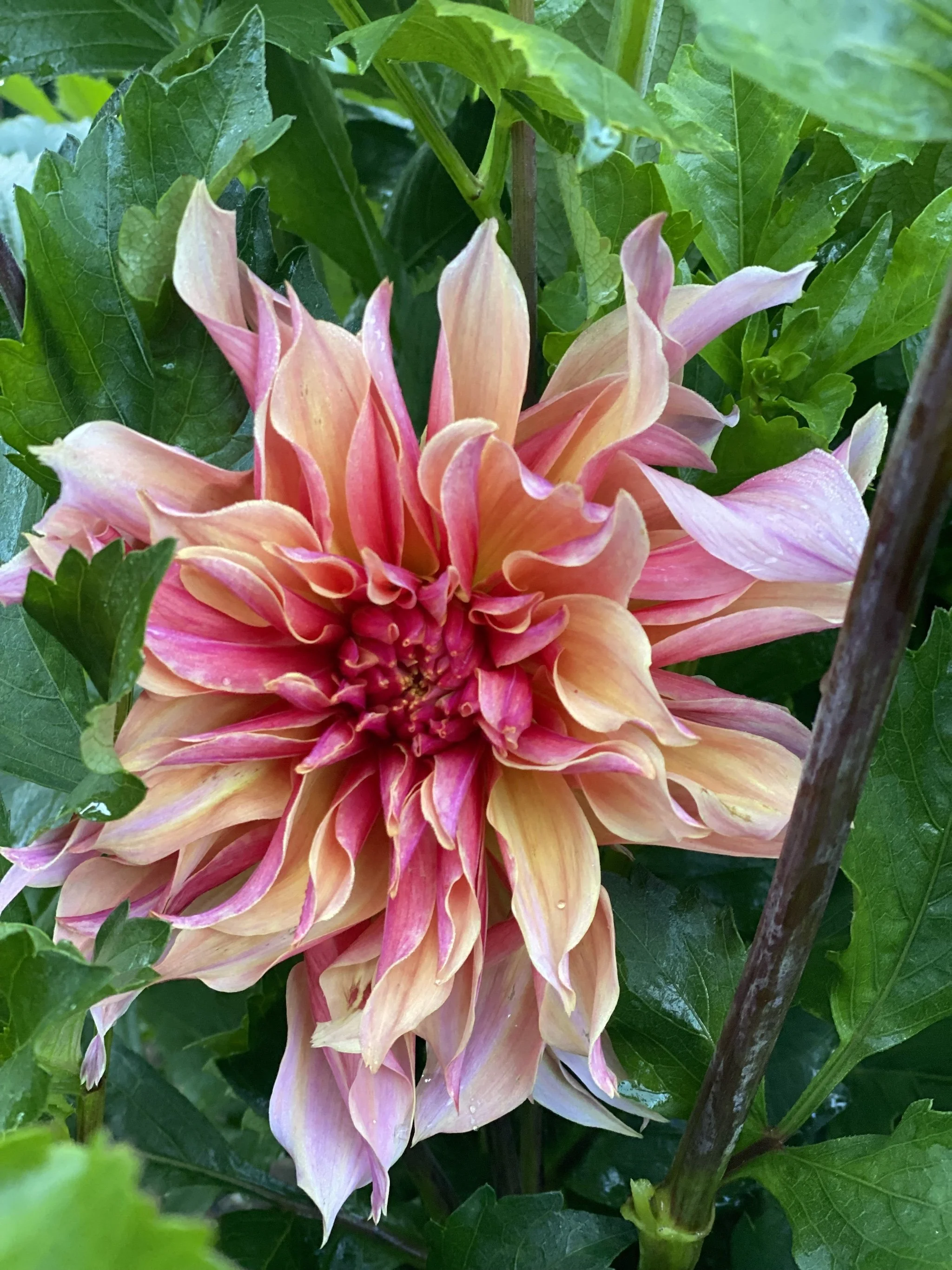 Belle of Barmera dahlia EBB IMG_6960.jpg