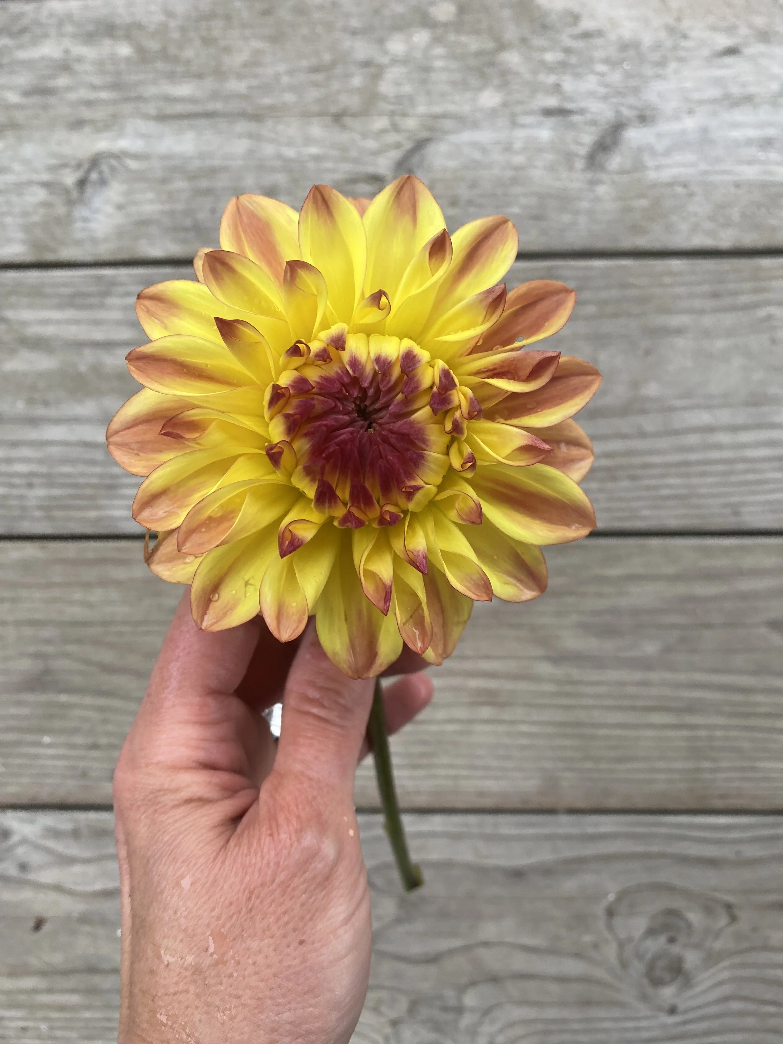 Hy Clown IMG_6209.jpg