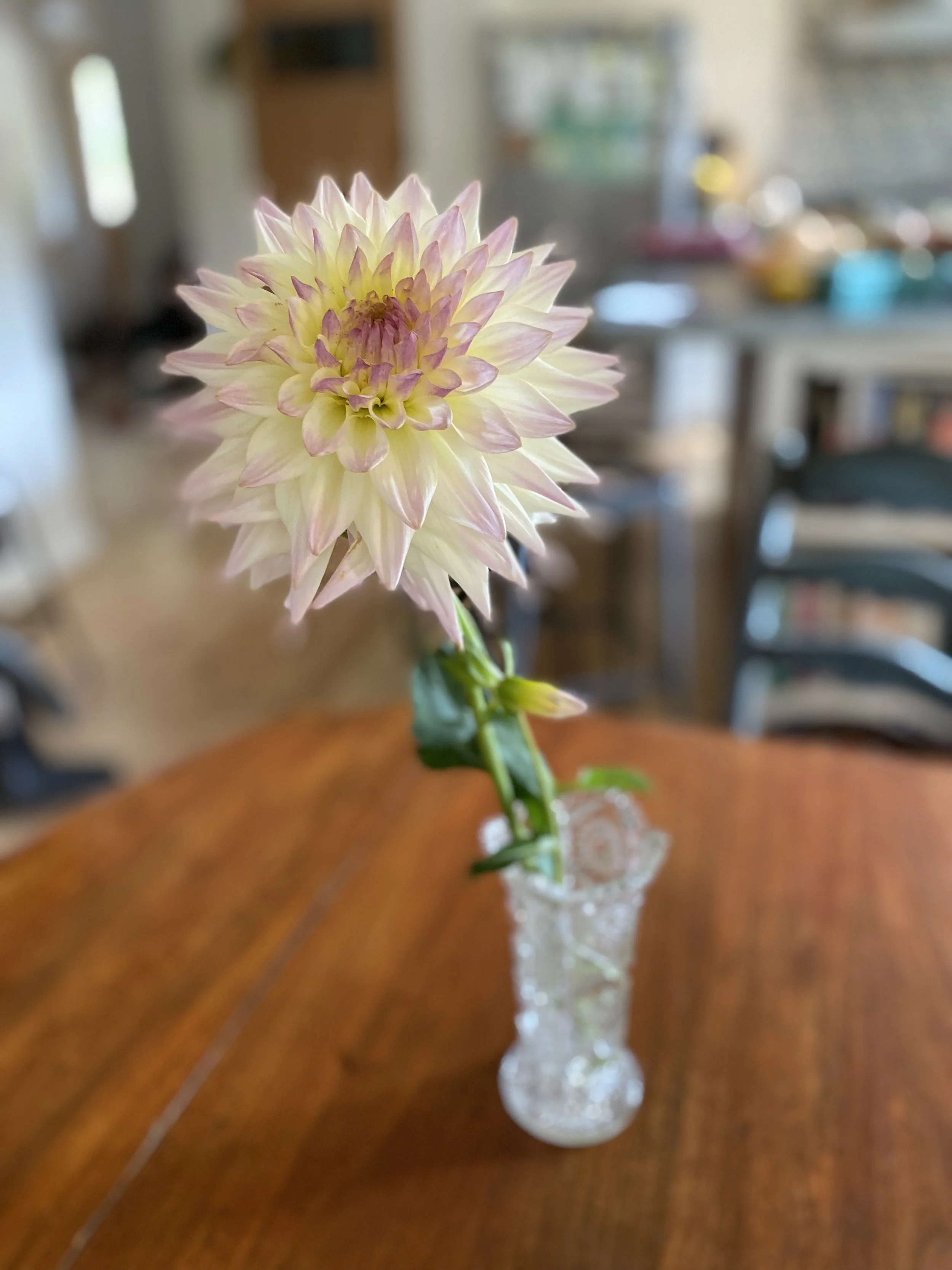 Netherton Cindy Dahlia IMG_8261.jpeg