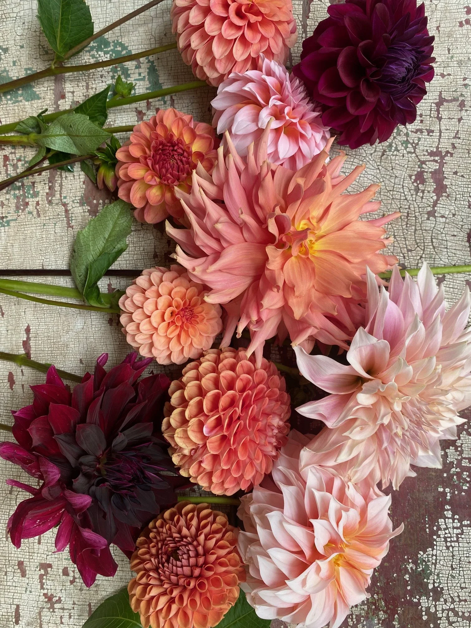 Mixed Dahlias EBB IMG_8220.jpeg