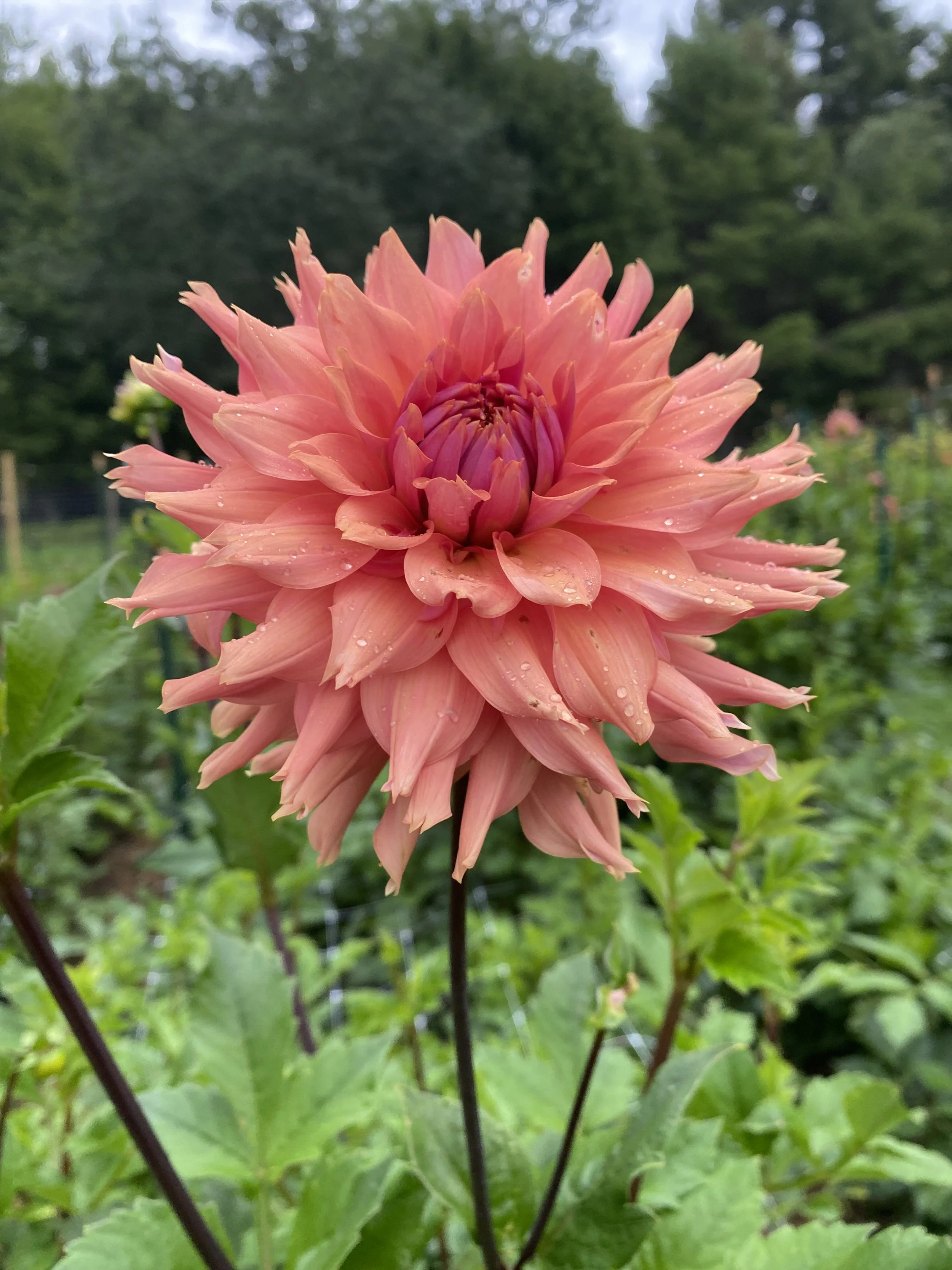 Terra Cotta Dahlia EBB.jpeg
