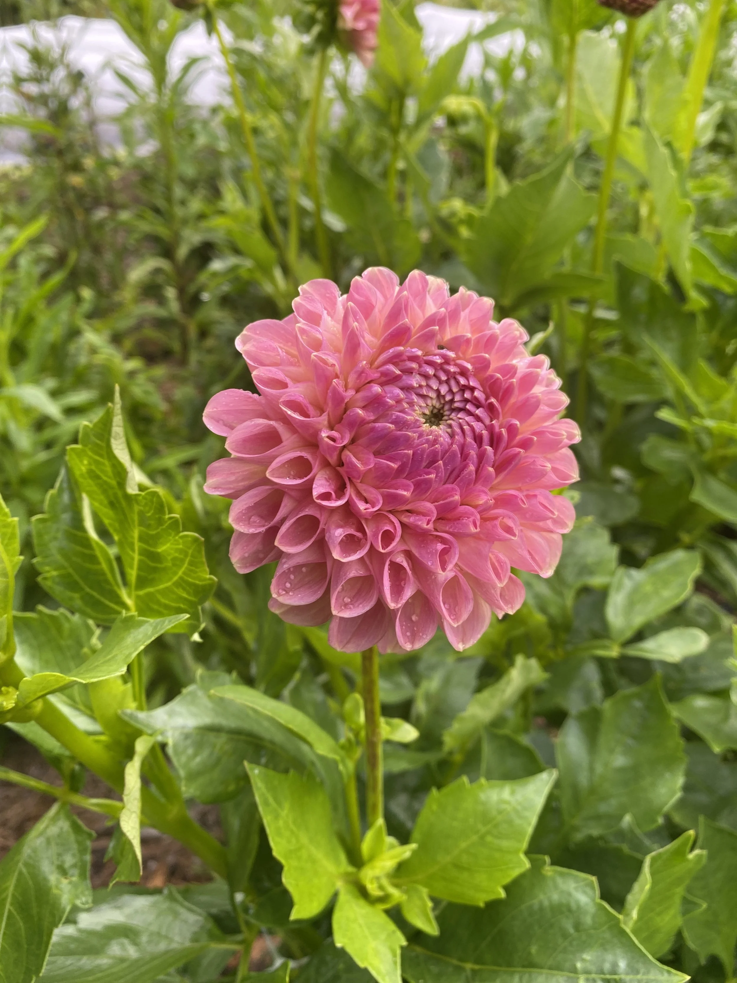 Clearview Peachy Dahlia EBB IMG_6674.jpg