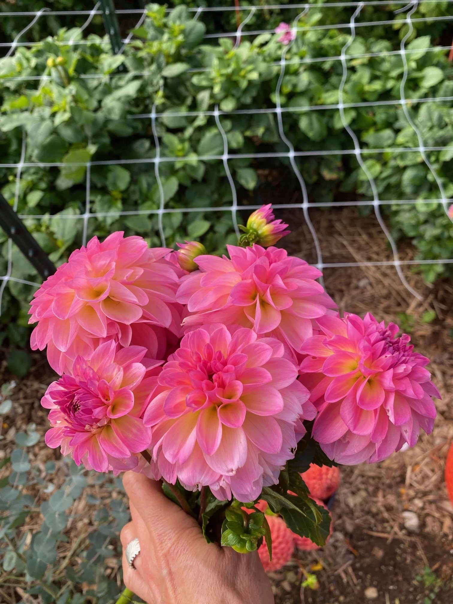 Esli Dahlia EBB IMG_8191.jpeg