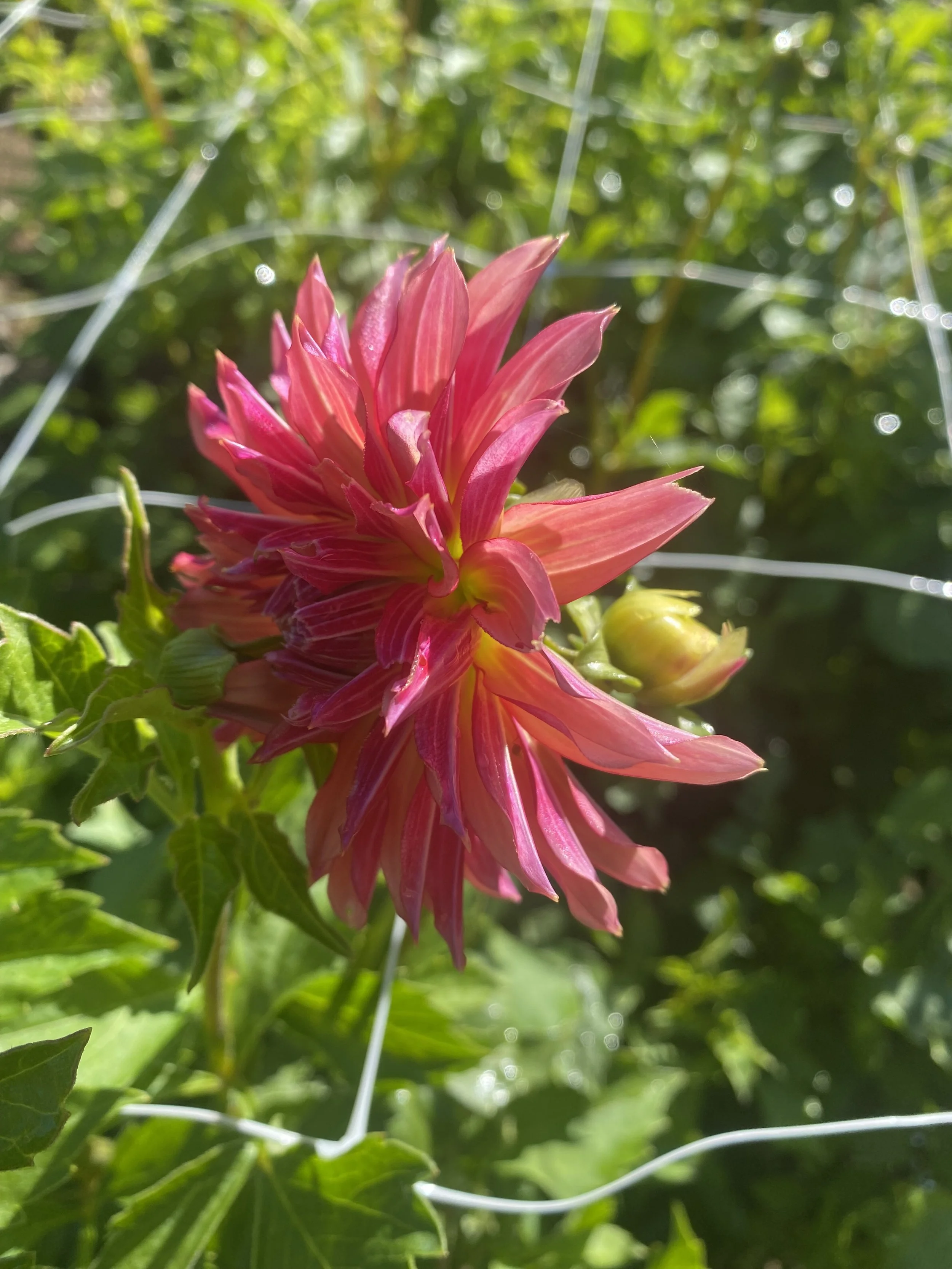 Vista Minnie IMG_6888.jpg