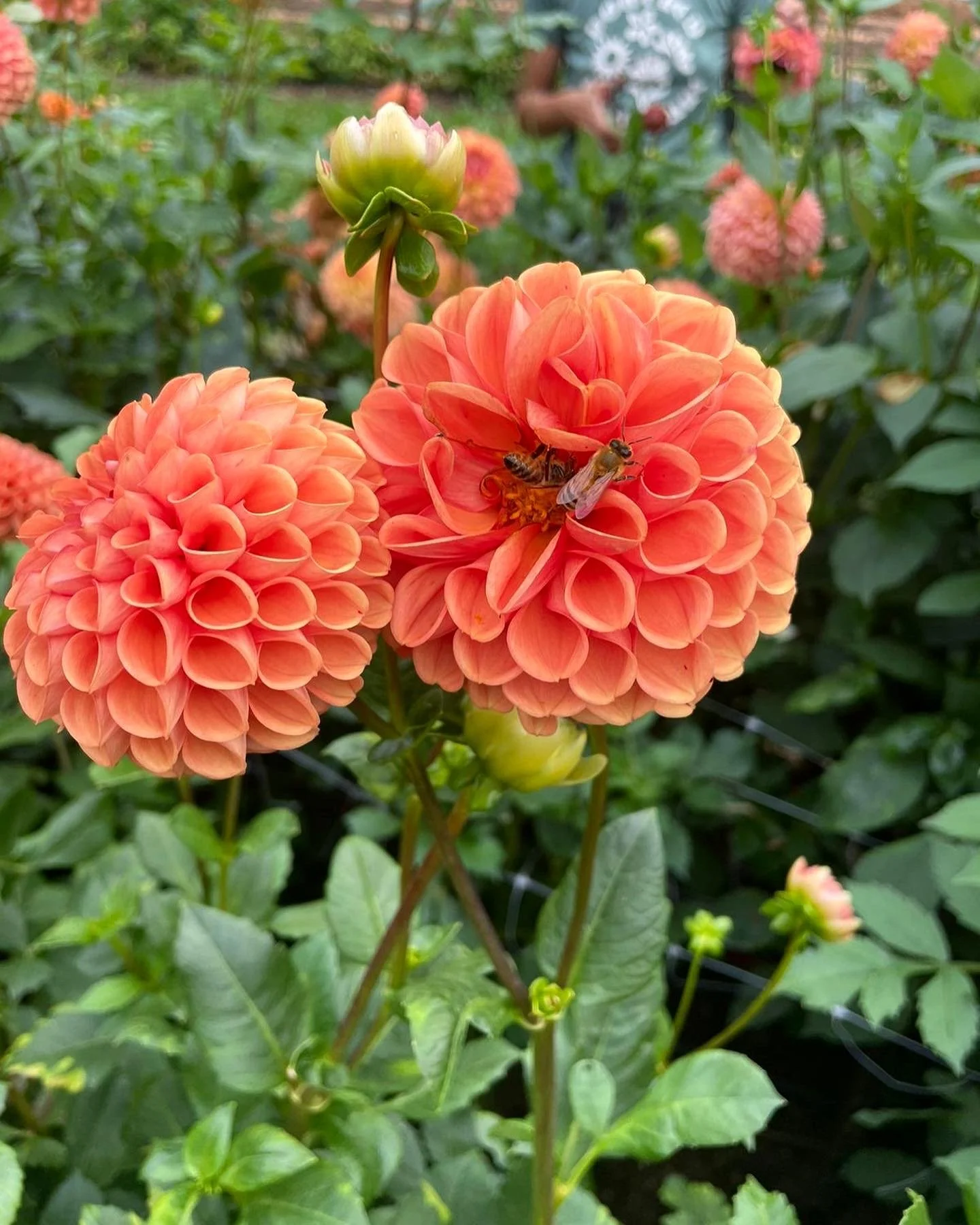 Cornel Bronze Dahlia EBB1.JPG