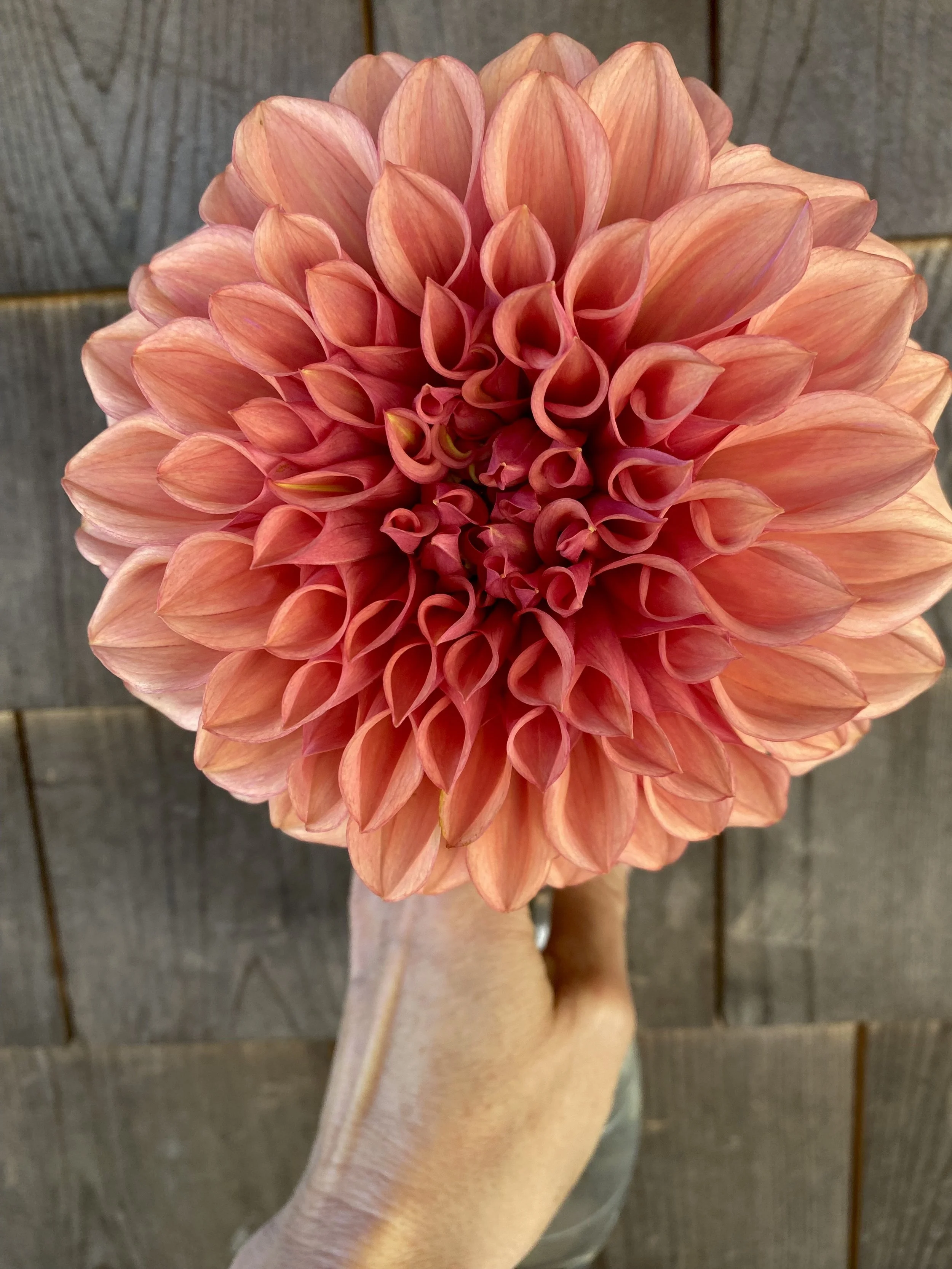 Orange Globe Dahlia IMG_6773.jpg