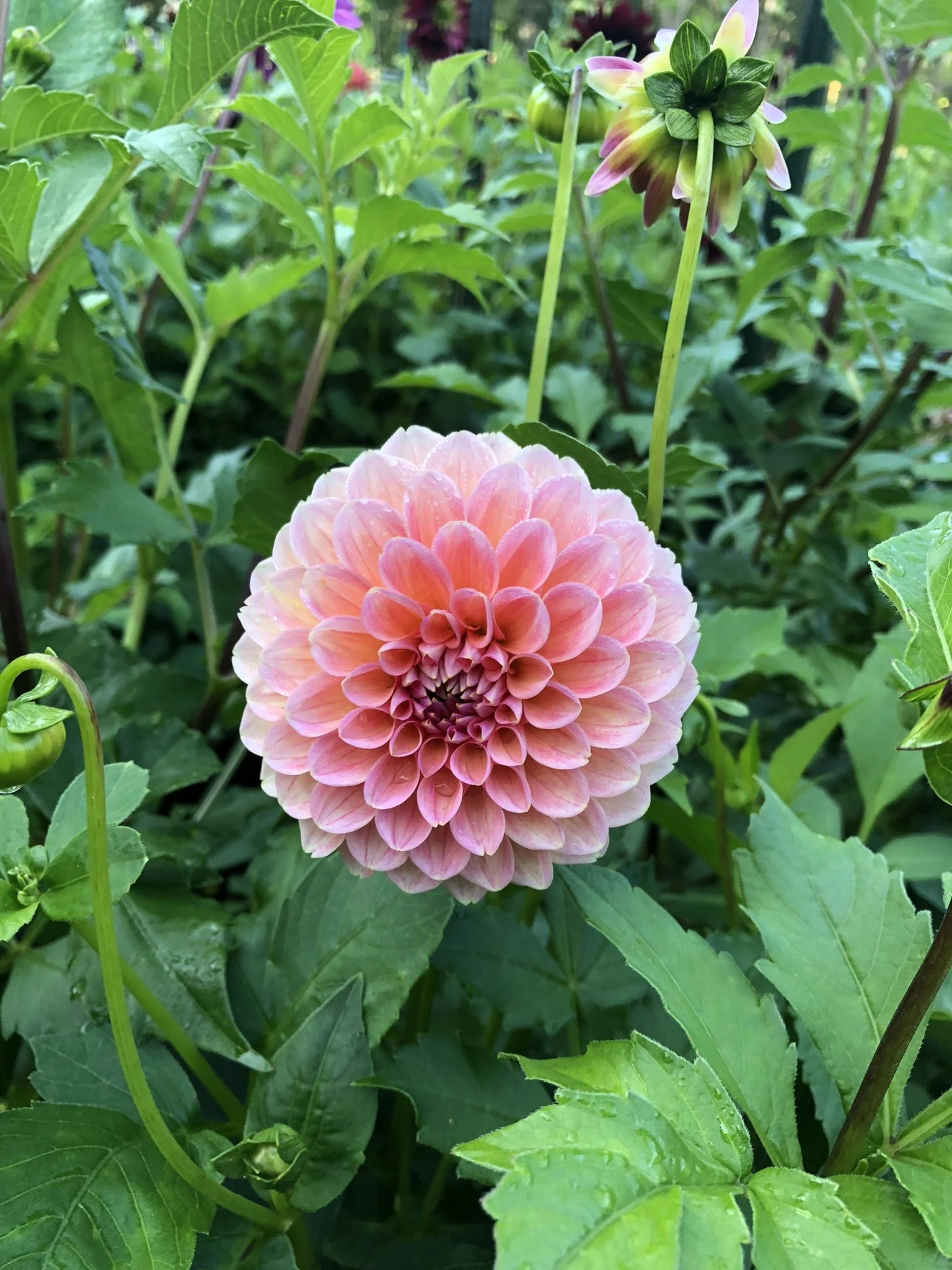 LindasBaby2 Dahlia EBB.JPEG