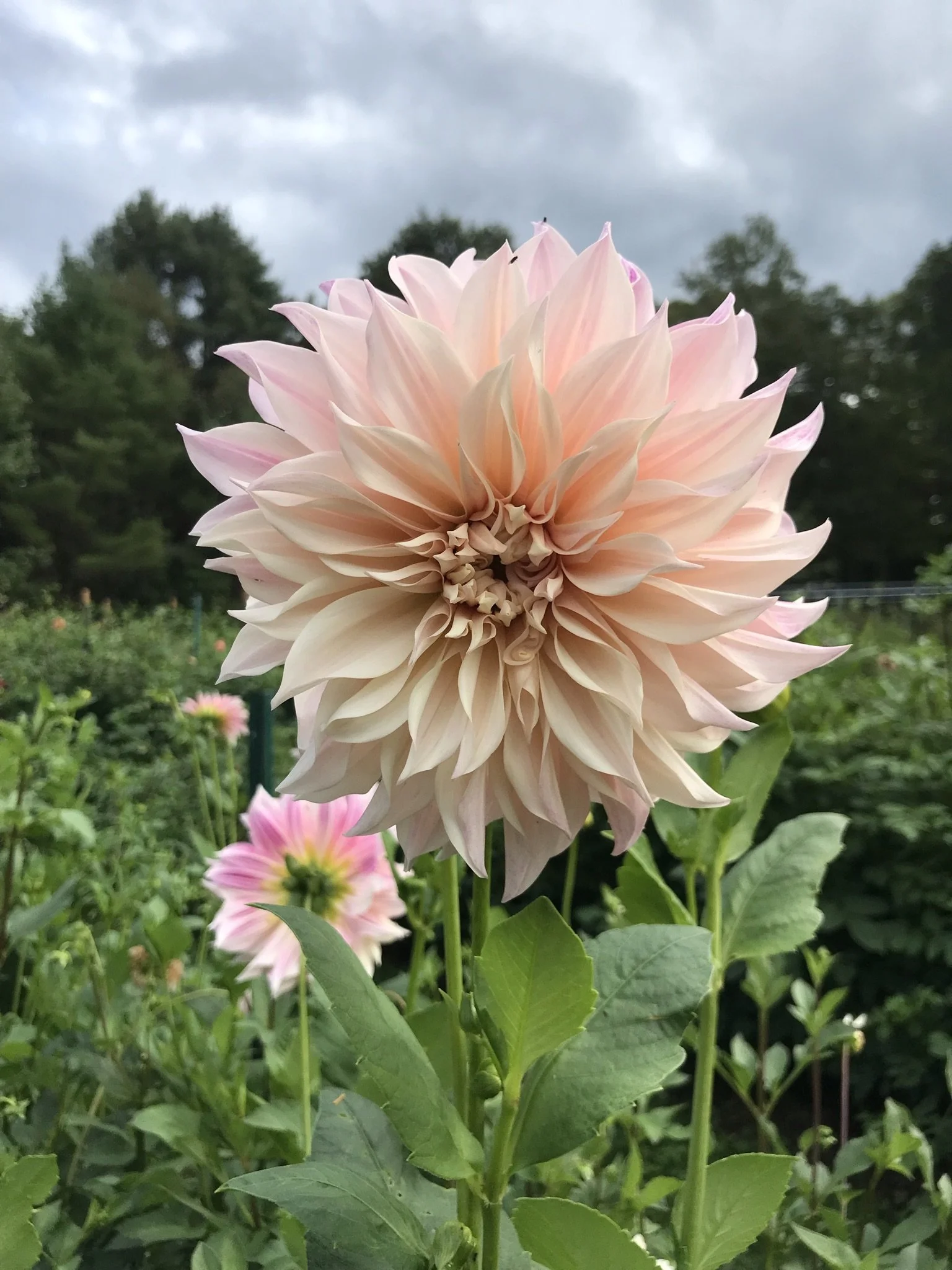 CafeAuLait  Dahlia EBB.JPEG
