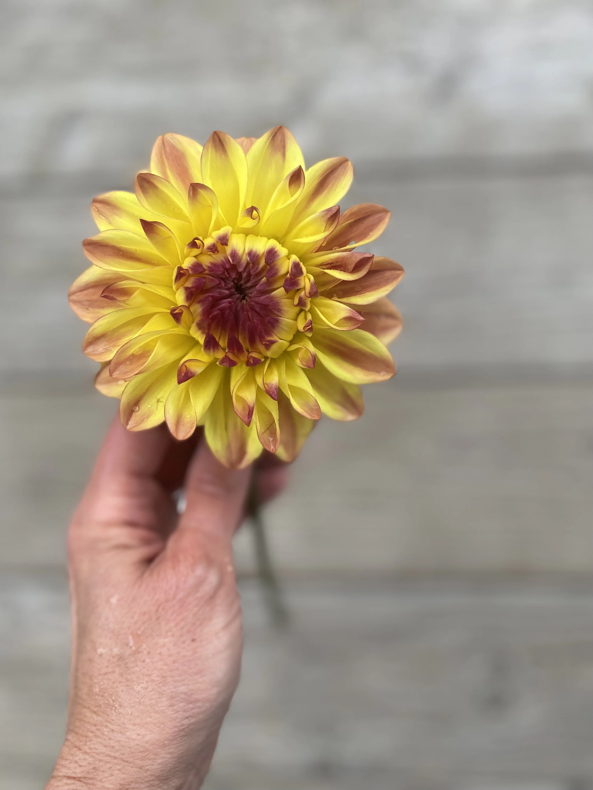 Hy Clown IMG_6211.jpg