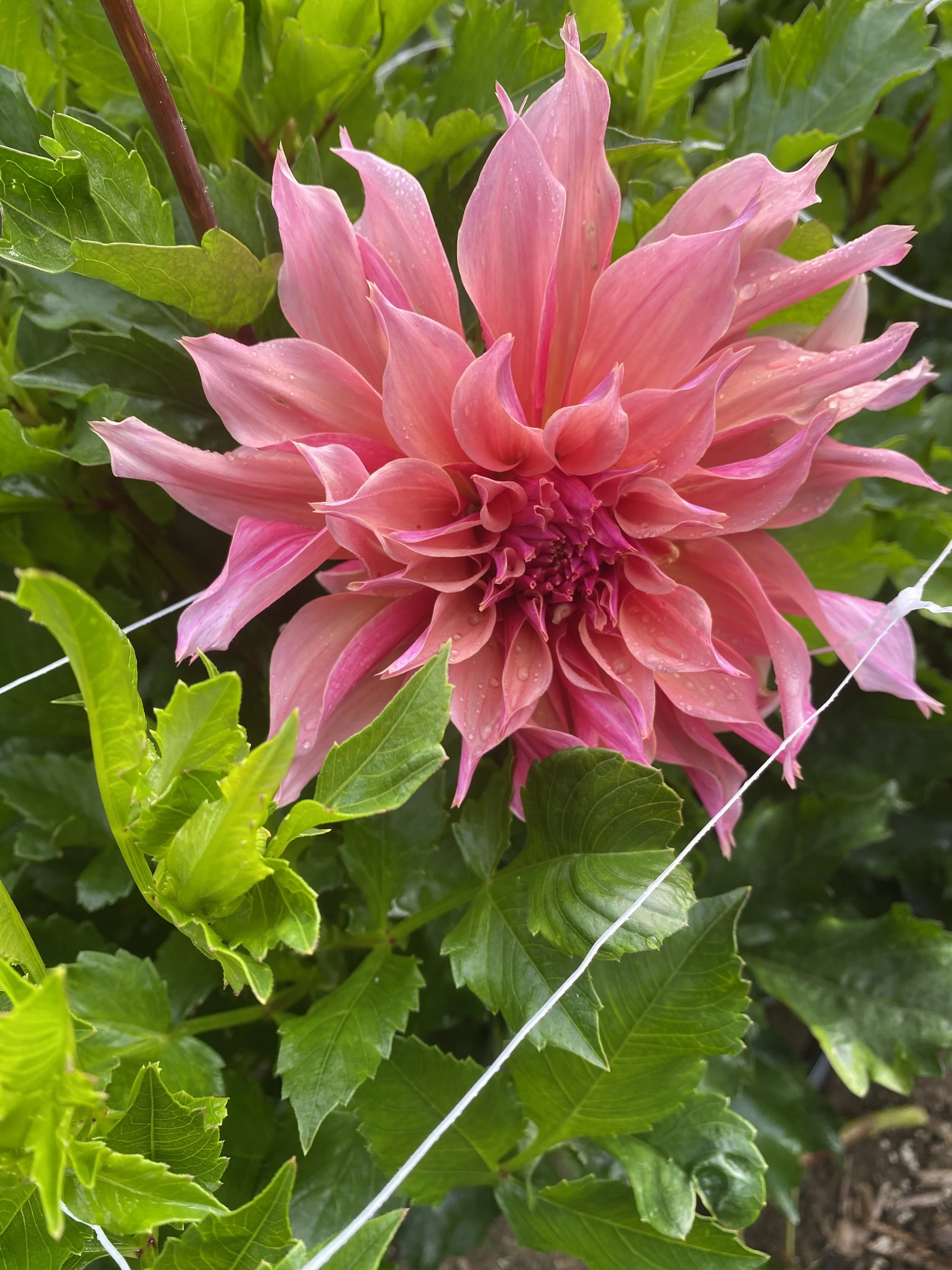 Labyrinth Dahlia EBB IMG_6666.jpg