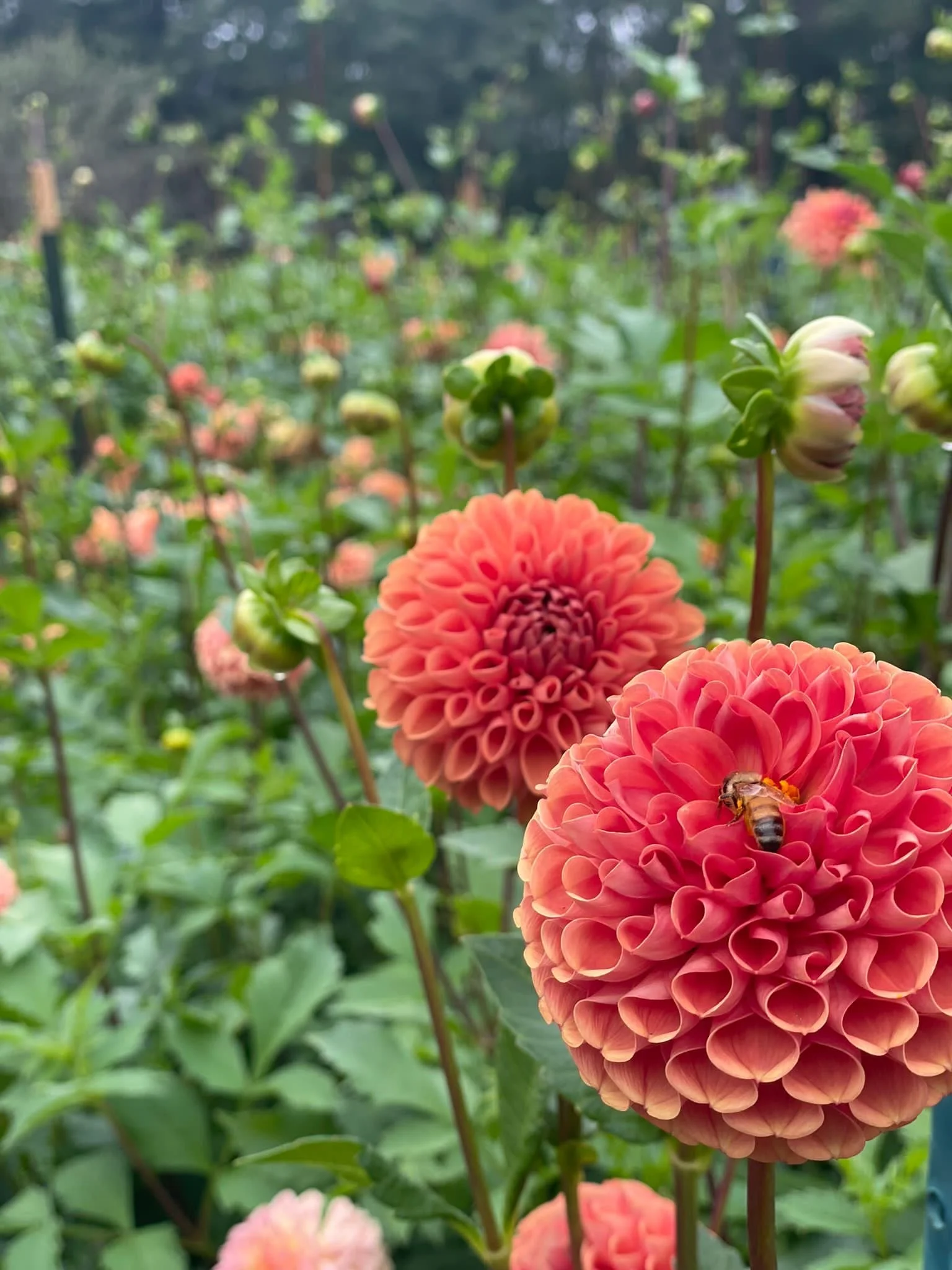 Cornel Bronze Dahlia EBB2.JPG