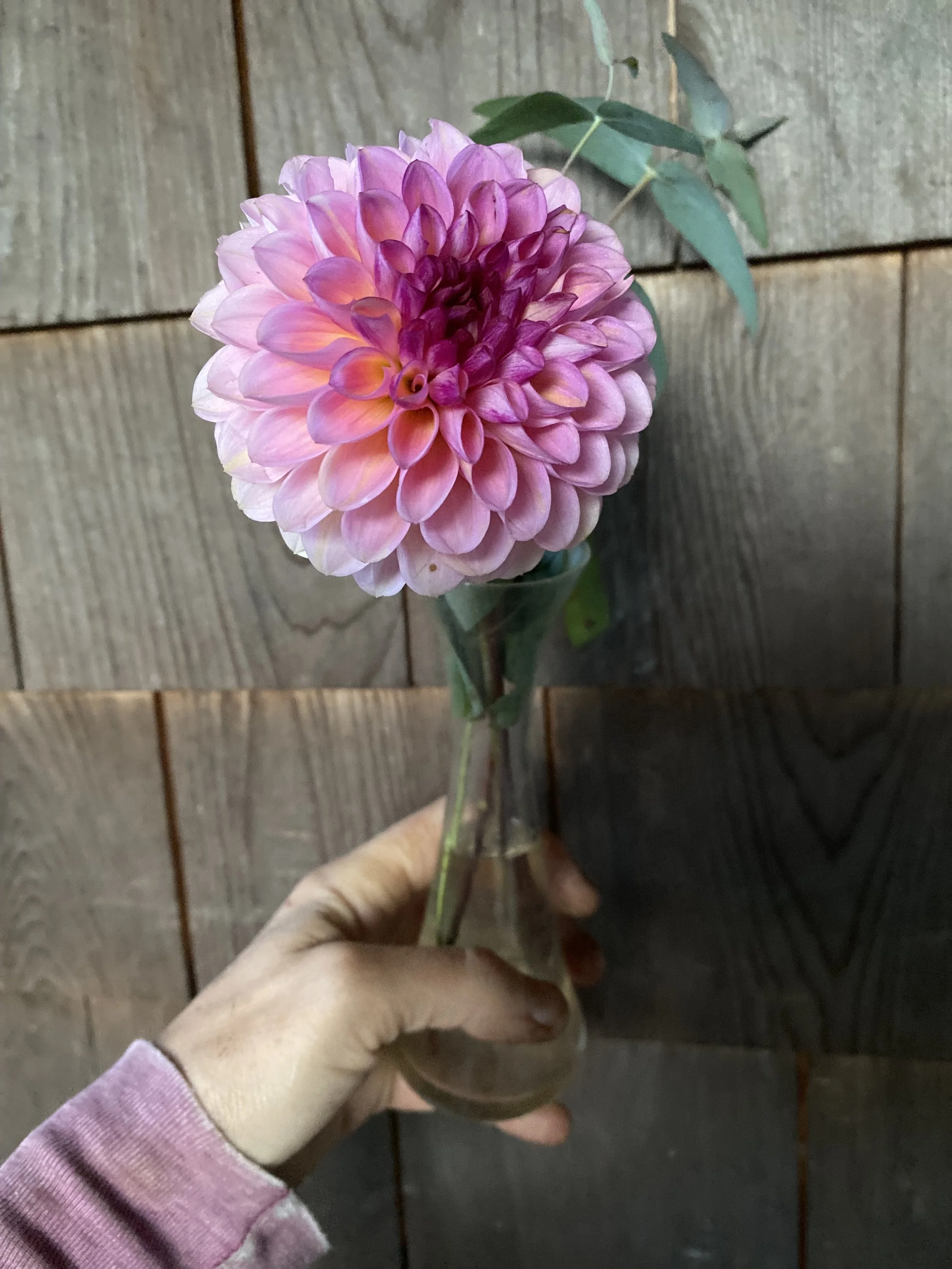 Wine Eyed Jill Dahlia EBB MG_7577.jpeg