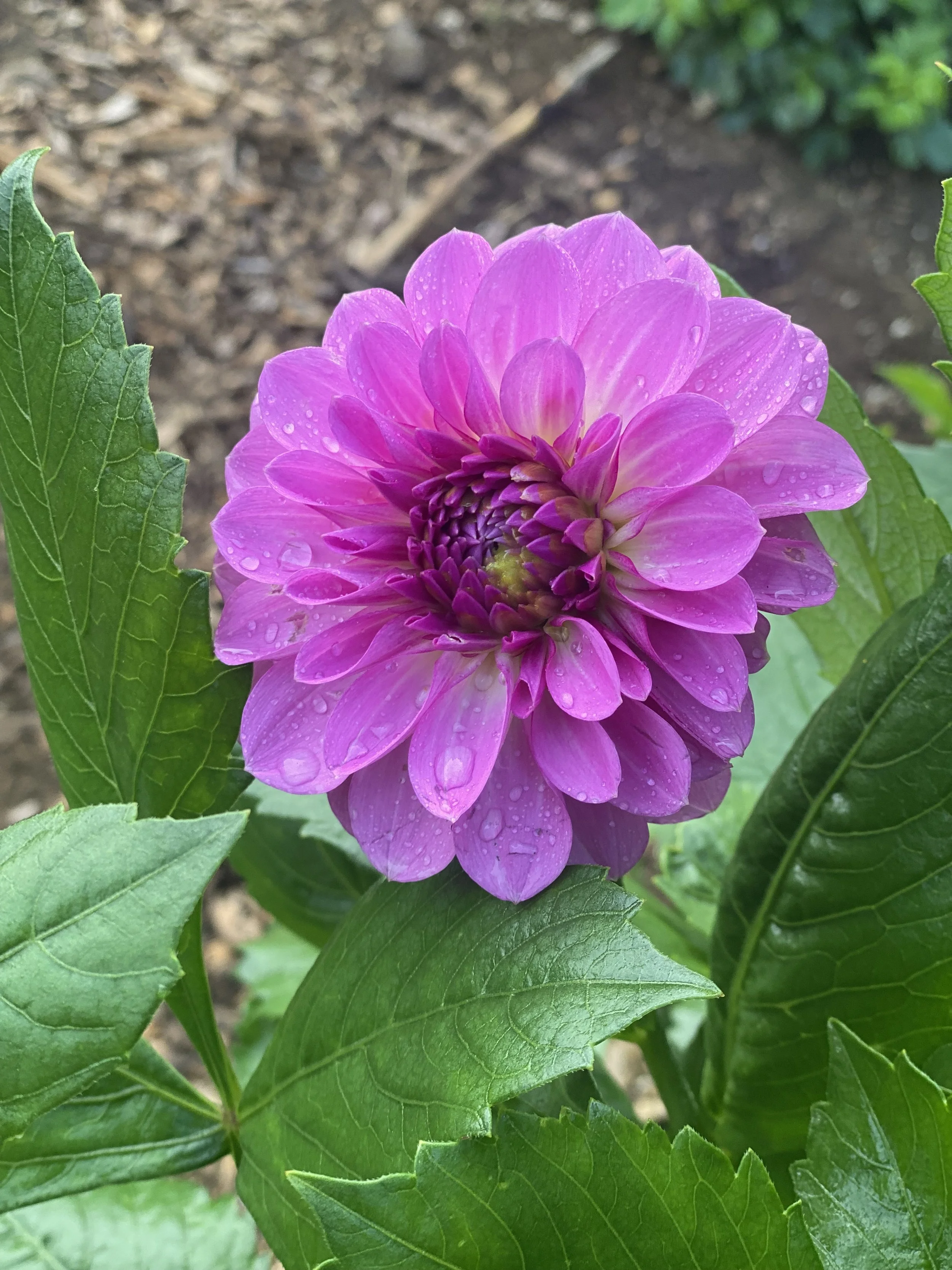 Lavendar Ice IMG_6621.jpg