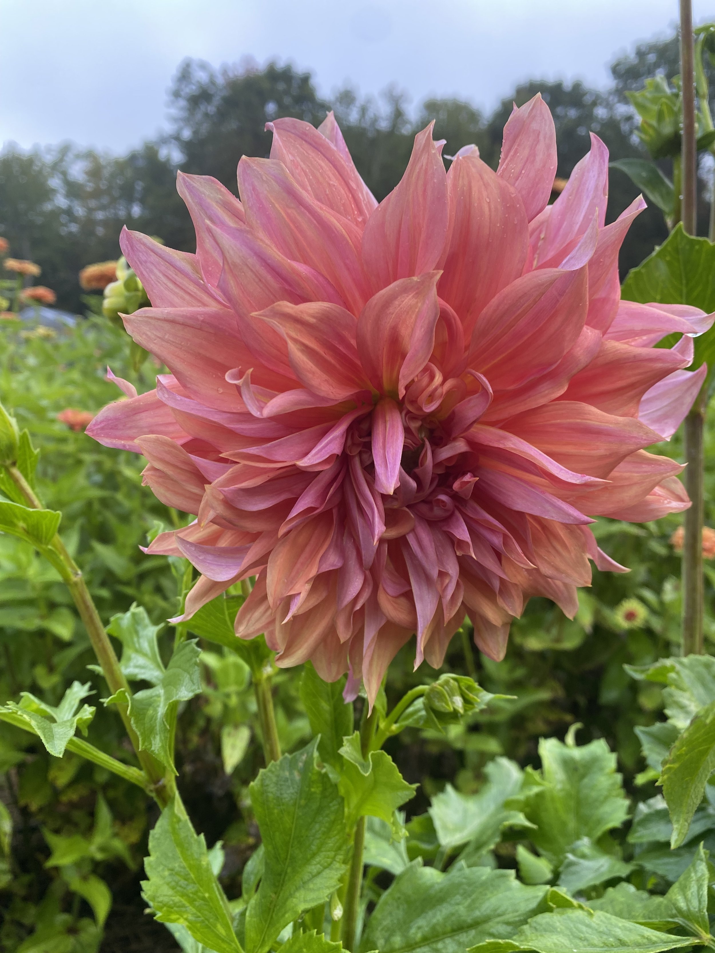 Belle of Barmera Dahlia EBB IMG_6603.jpg