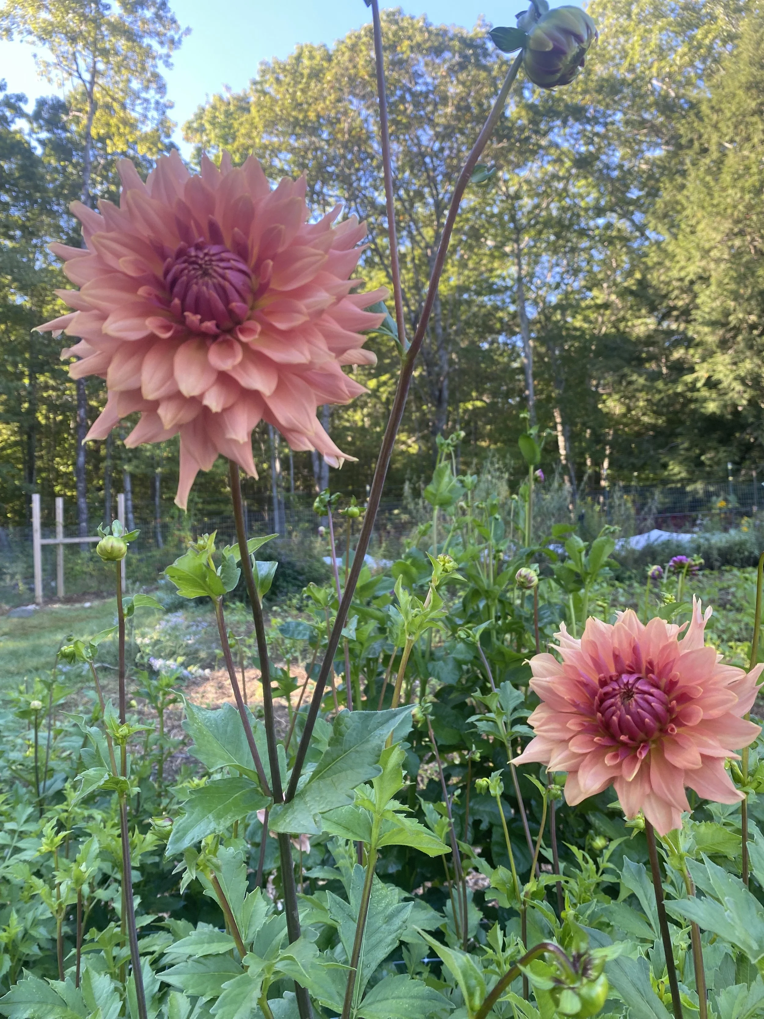 Terra Cotta Dahlia EBB  IMG_6849.jpg