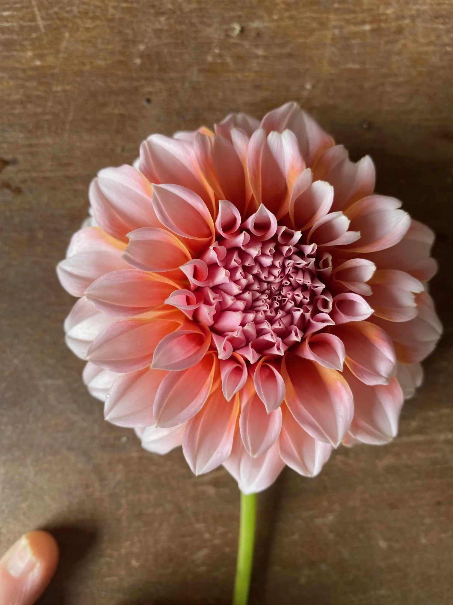 Peaches and Cream Dahlia EBB IMG_8306.jpeg