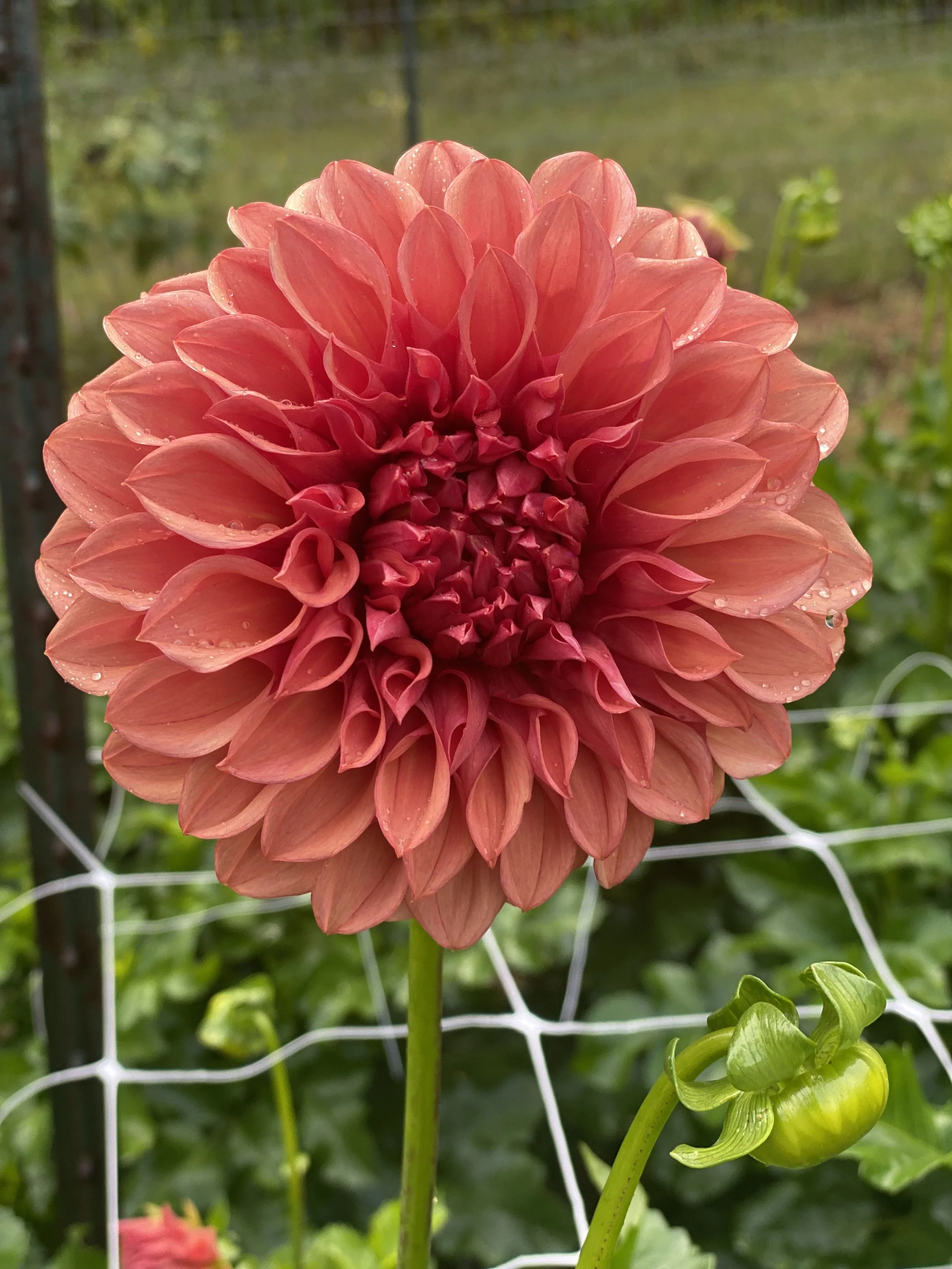 Orange Globe Dahlia EBB IMG_6630.jpg