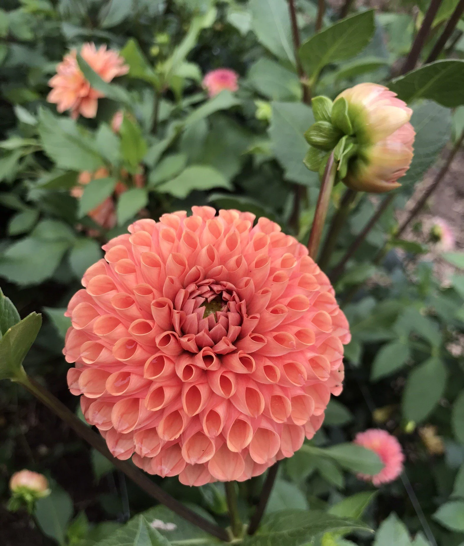 CornelBronze Dahlia EBB.JPEG