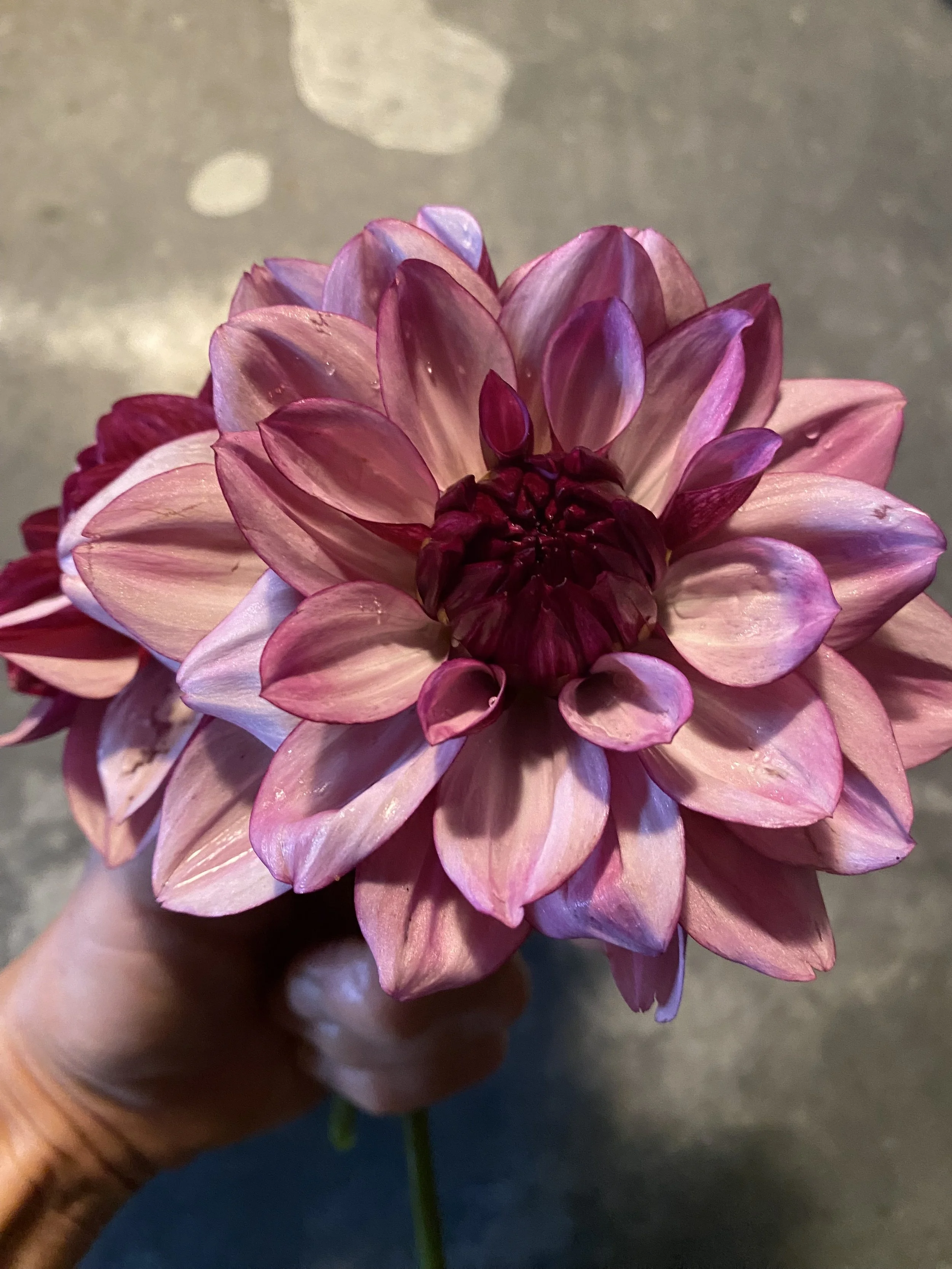 Creme de Cassis Dahlia EBB IMG_6213.jpg